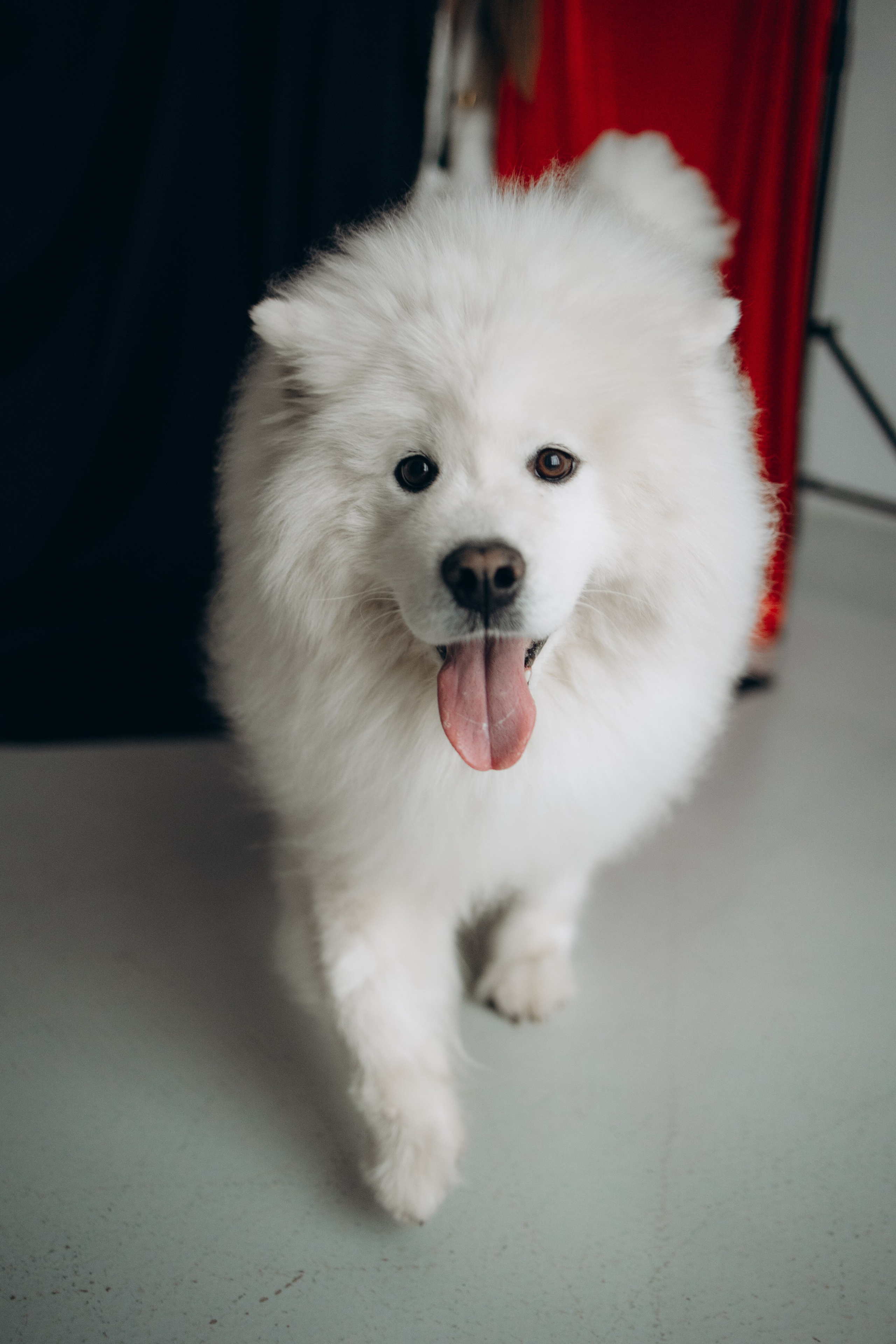 Настя и Кристофер. Фотограф — Анималист | Санкт-Петербург