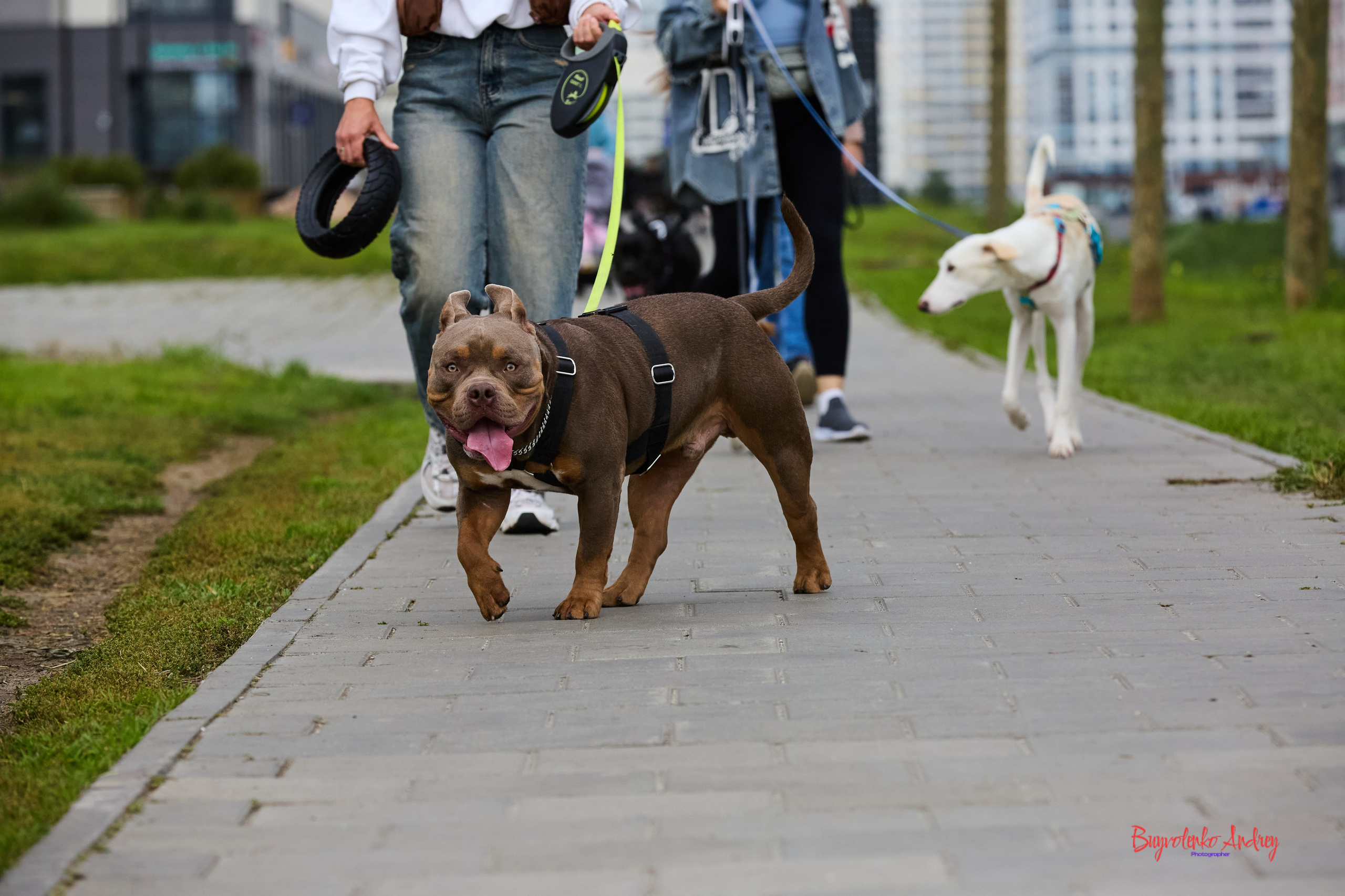 Проект фотопрогулка с хвостиком. Buyvolenko Andrey