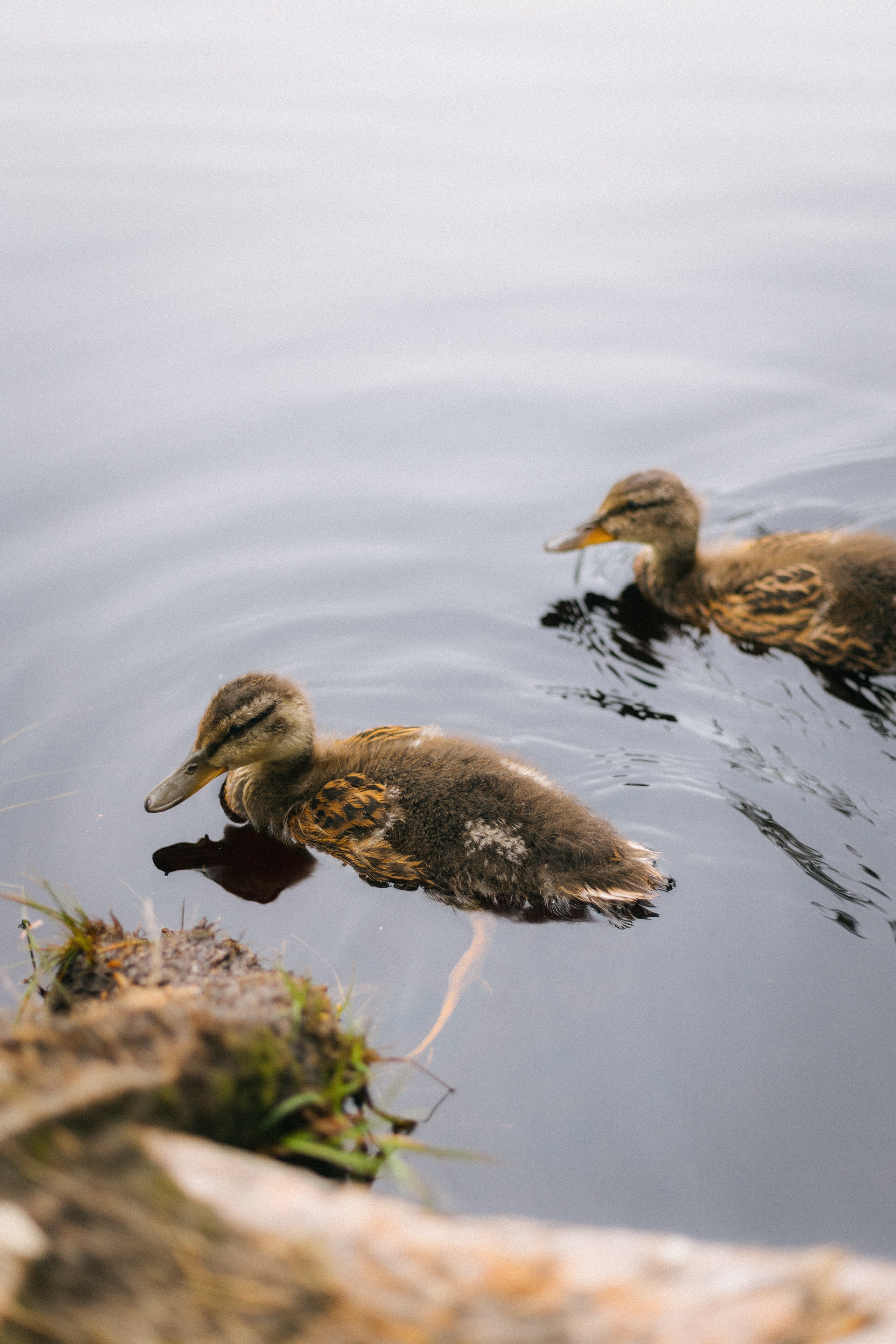 Amina. Портретный и концептуальный фотограф в Санкт-Петербурге Роман Башкиров