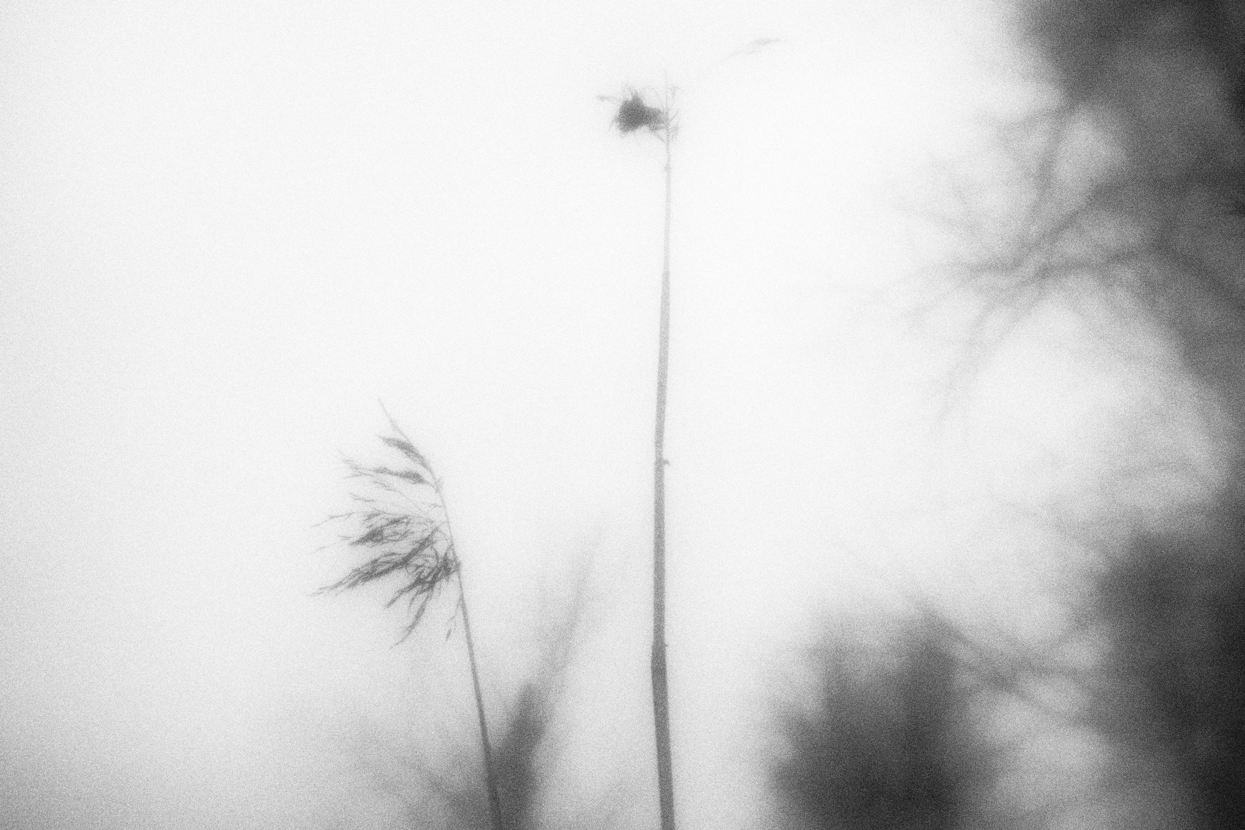 Внутривенные сны (2023)