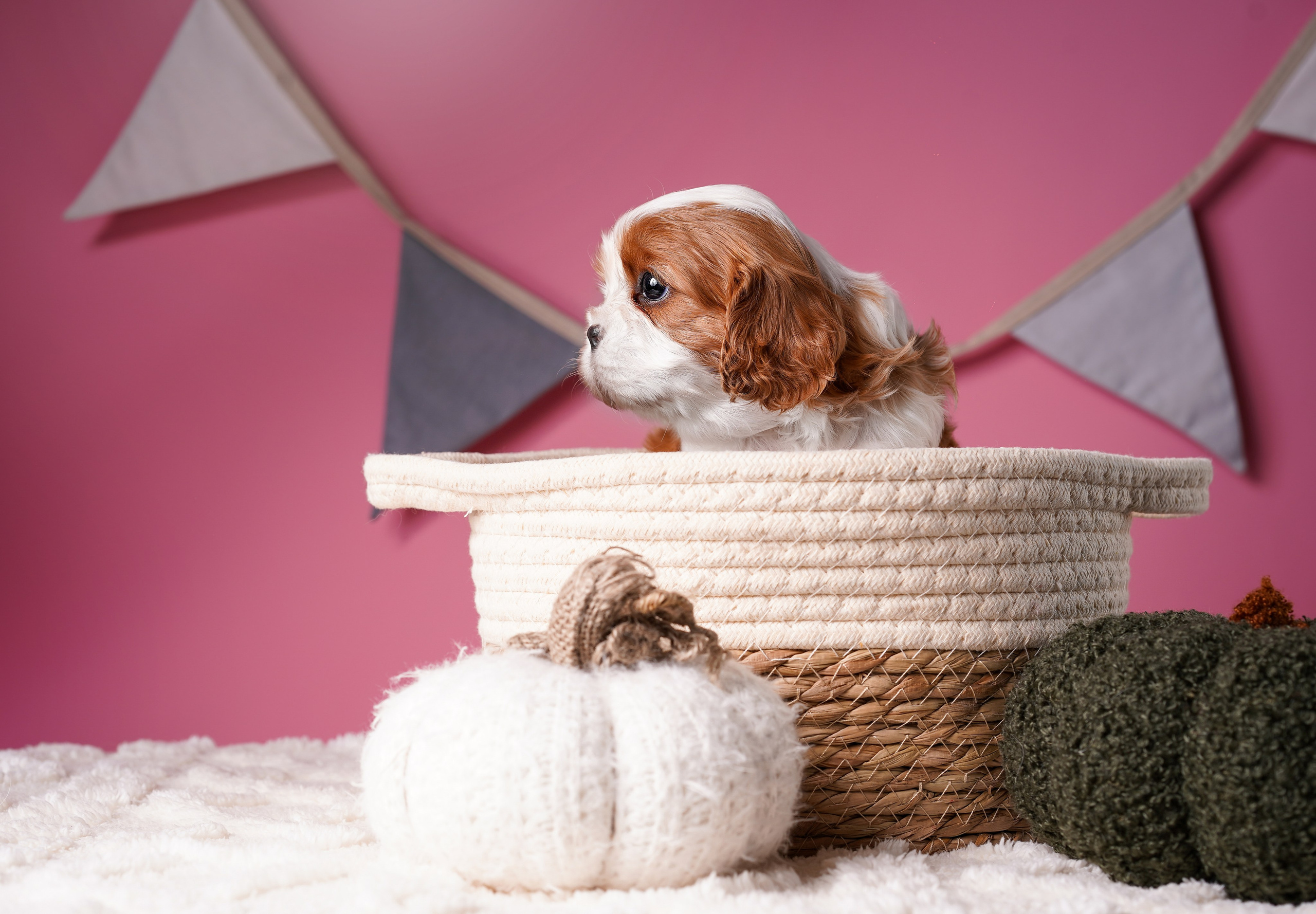 Щенки кавалера. Фотограф-анималист в Санкт-Петербурге Яна Мартынова