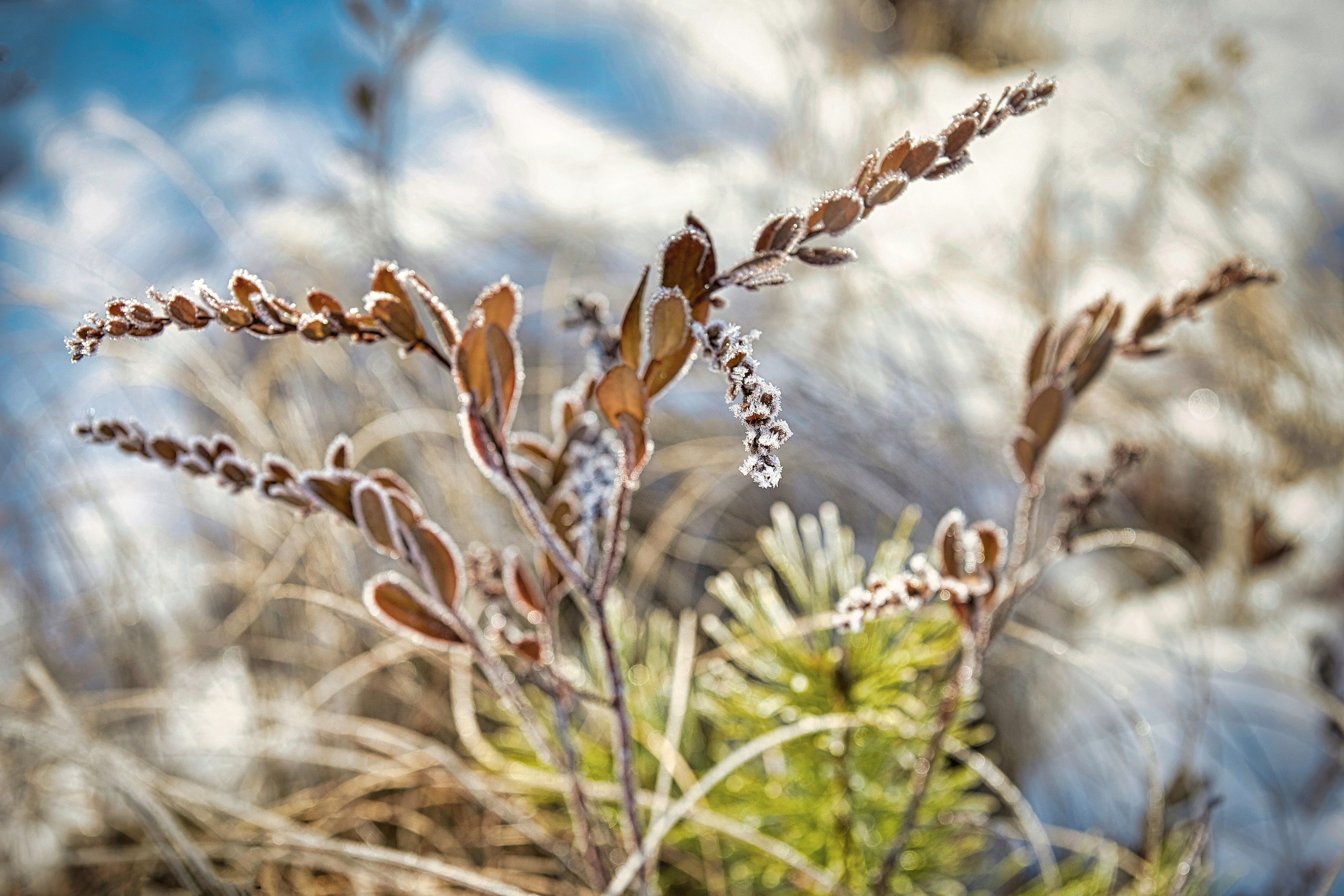 Наша мать — природа. Фотограф Владимир Артамонов