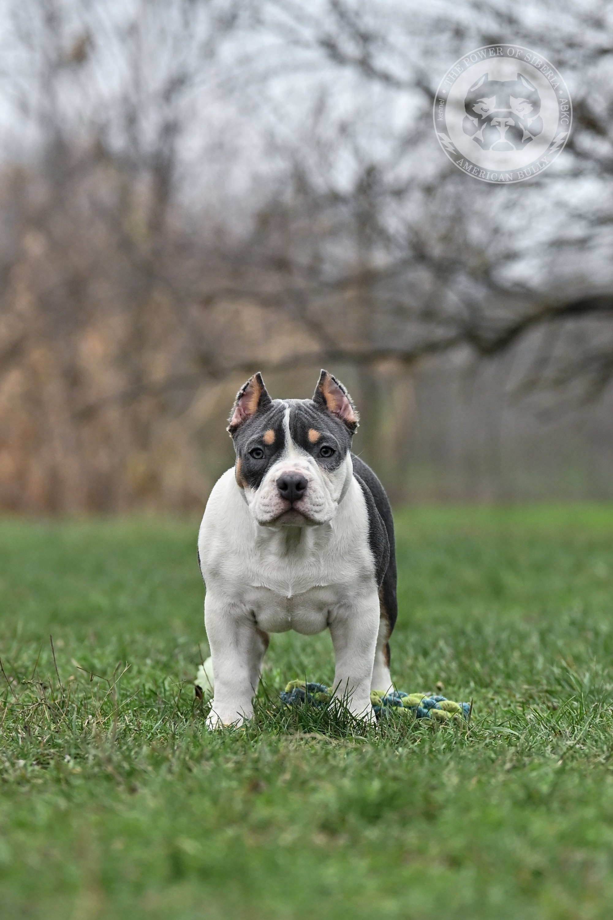 Помет Каспер и Айси. 07.08.25. Американский Булли в г. Ростов-на-Дону. Питомник THE POWER OF SIBERIA