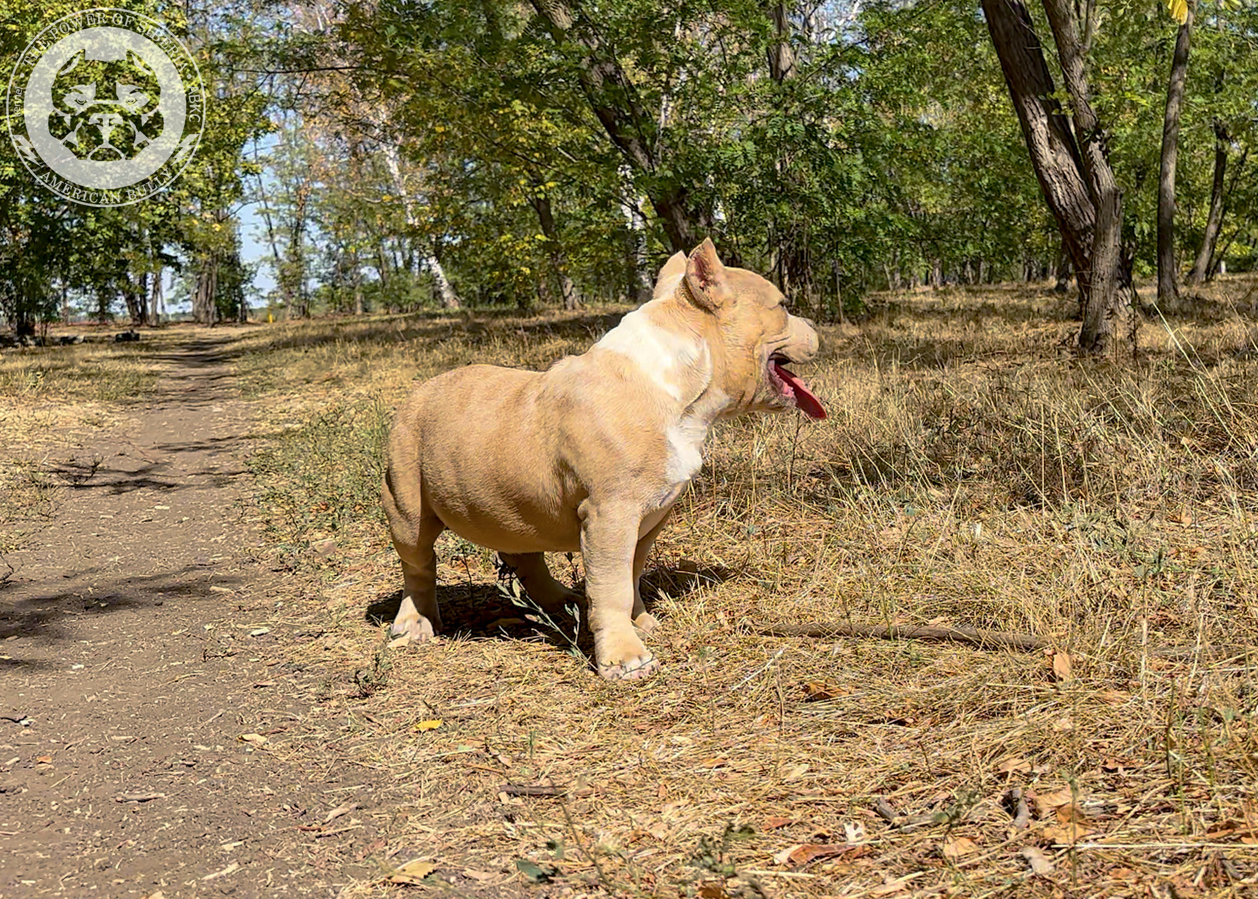 Помет Каспер и Тагира. 21.04.25. Американский Булли в г. Ростов-на-Дону. Питомник THE POWER OF SIBERIA