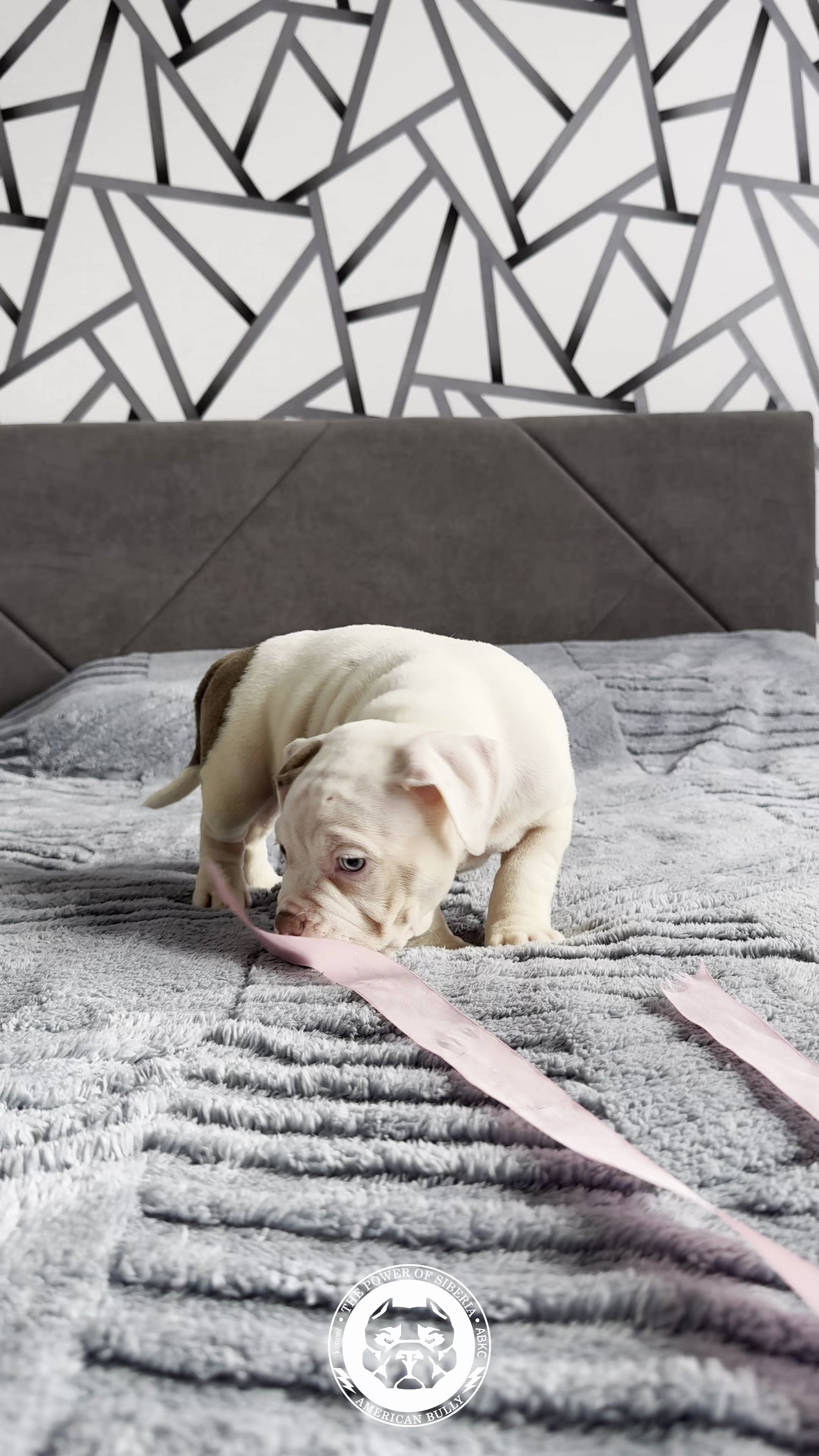 29.12.25-Терри-Локо. Американский Булли в г. Ростов-на-Дону. Питомник THE POWER OF SIBERIA