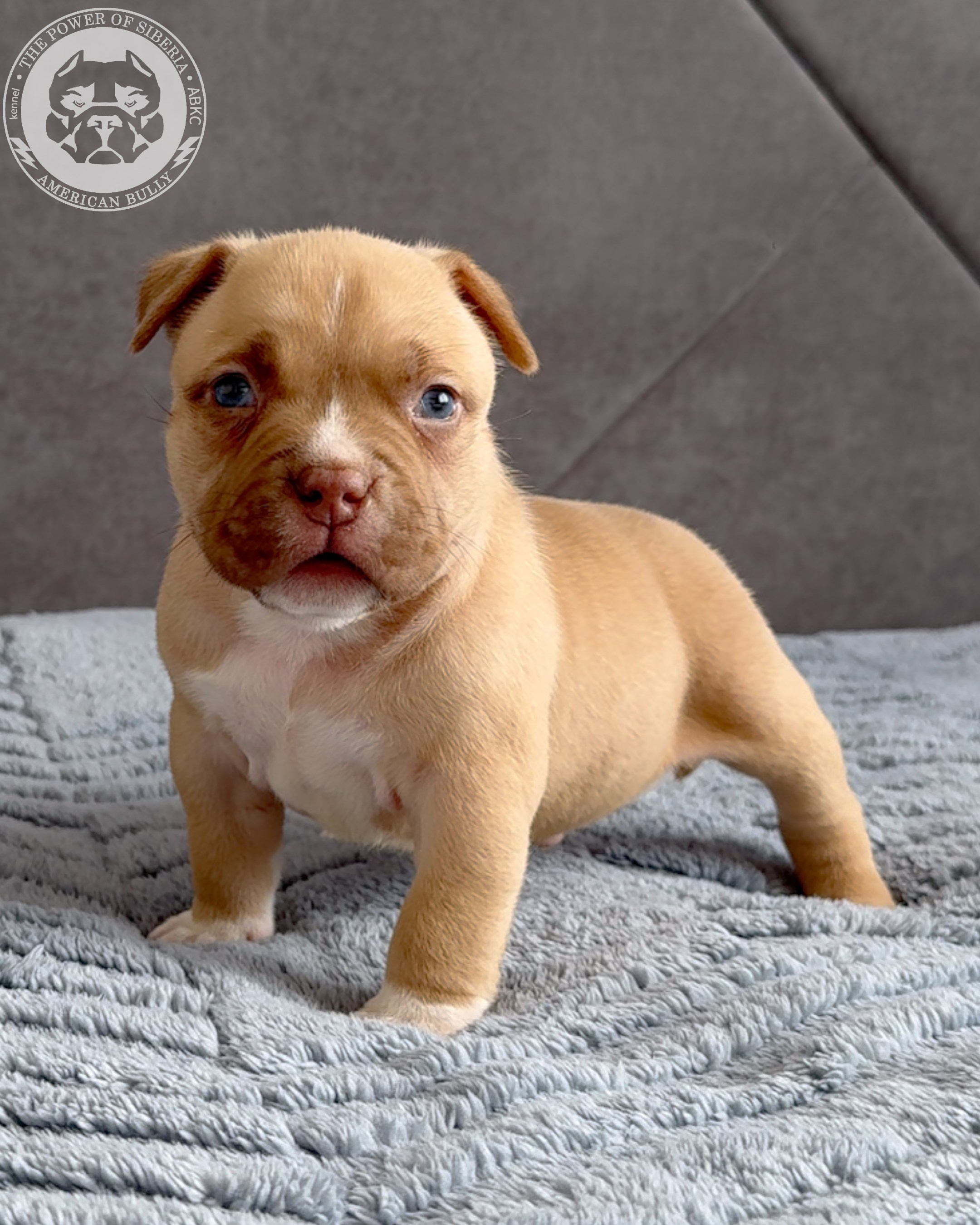 Свободные щенки Американский Булли стандарт и Свободные щенки Американский Булли классик. Американский Булли в г. Ростов-на-Дону. Питомник THE POWER OF SIBERIA
