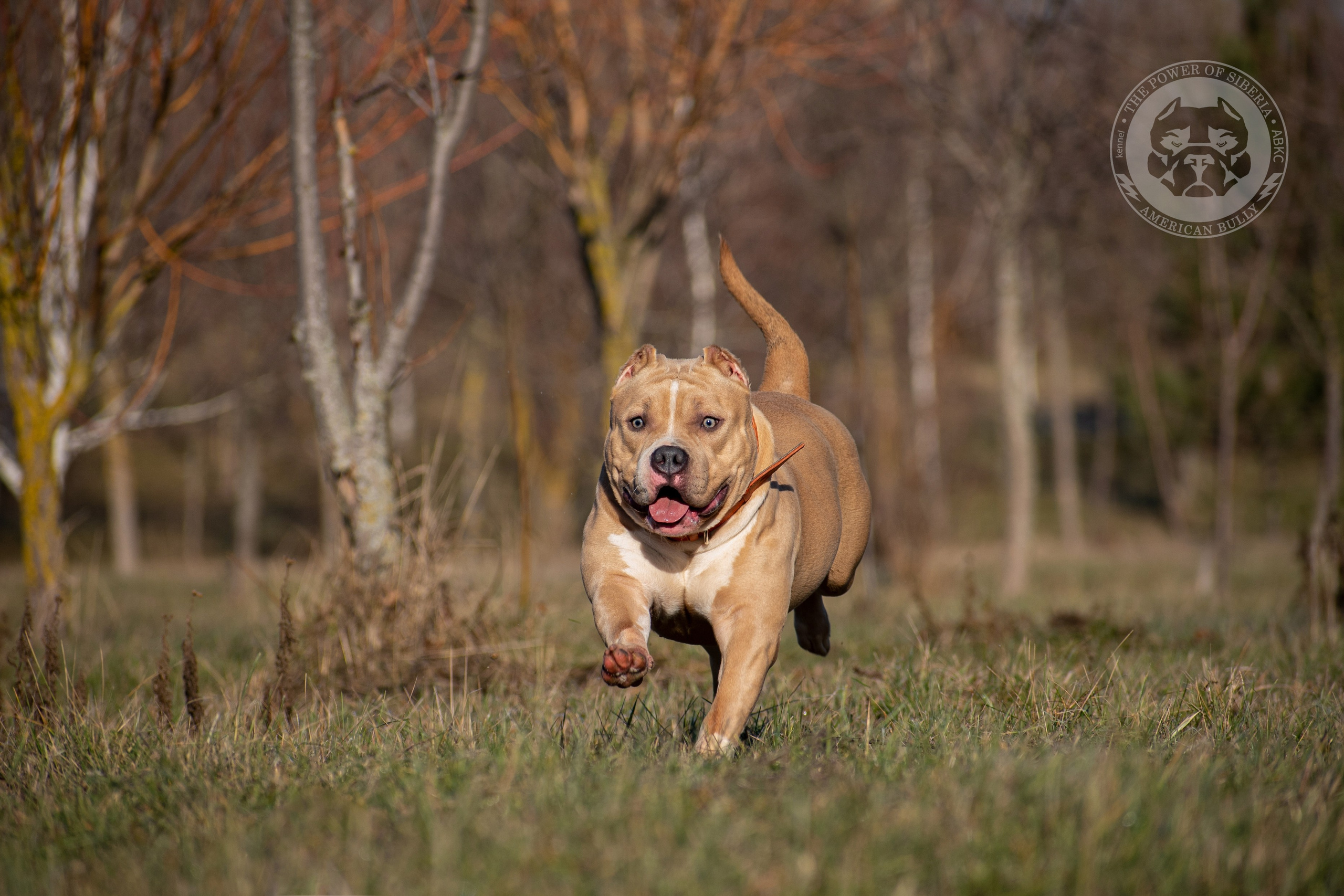 купить щенка в официальном питомнике American Bully в Томске