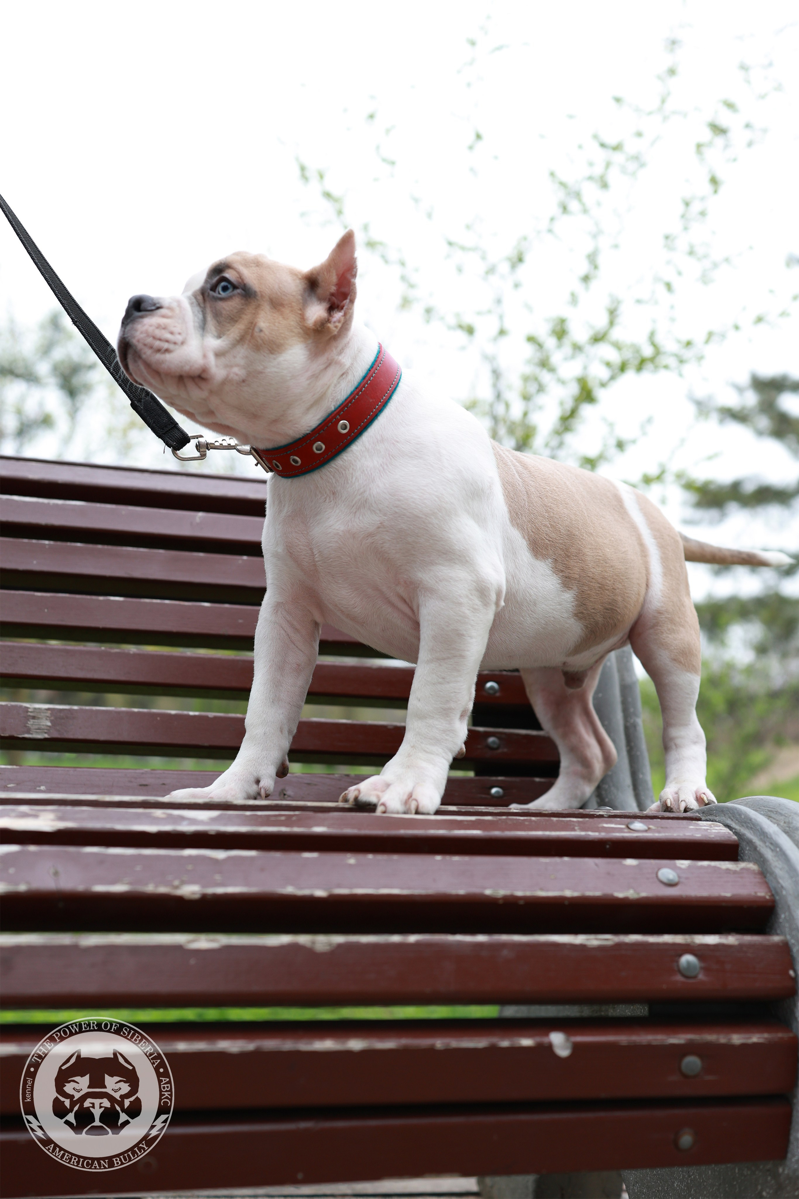 Свободные щенки Американский Булли, в типах покет, классик, стандарт. Американский Булли в г. Ростов-на-Дону. Питомник THE POWER OF SIBERIA