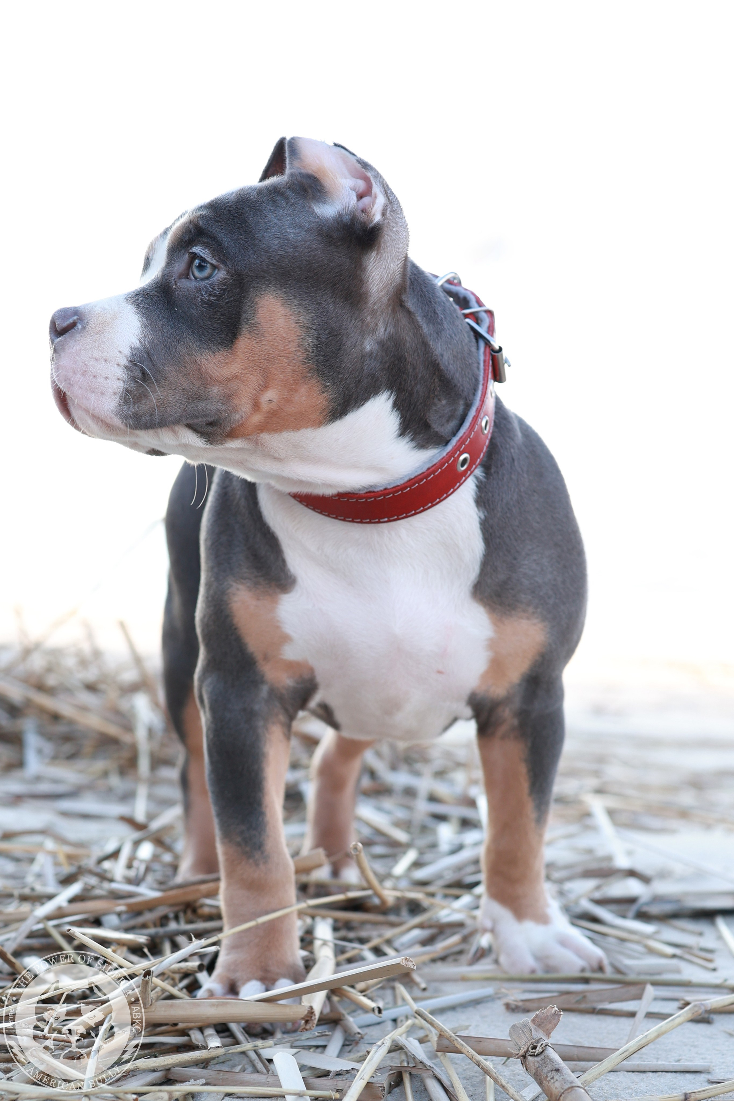 13.12.25-Мия-Турук. Американский Булли в г. Ростов-на-Дону. Питомник THE POWER OF SIBERIA