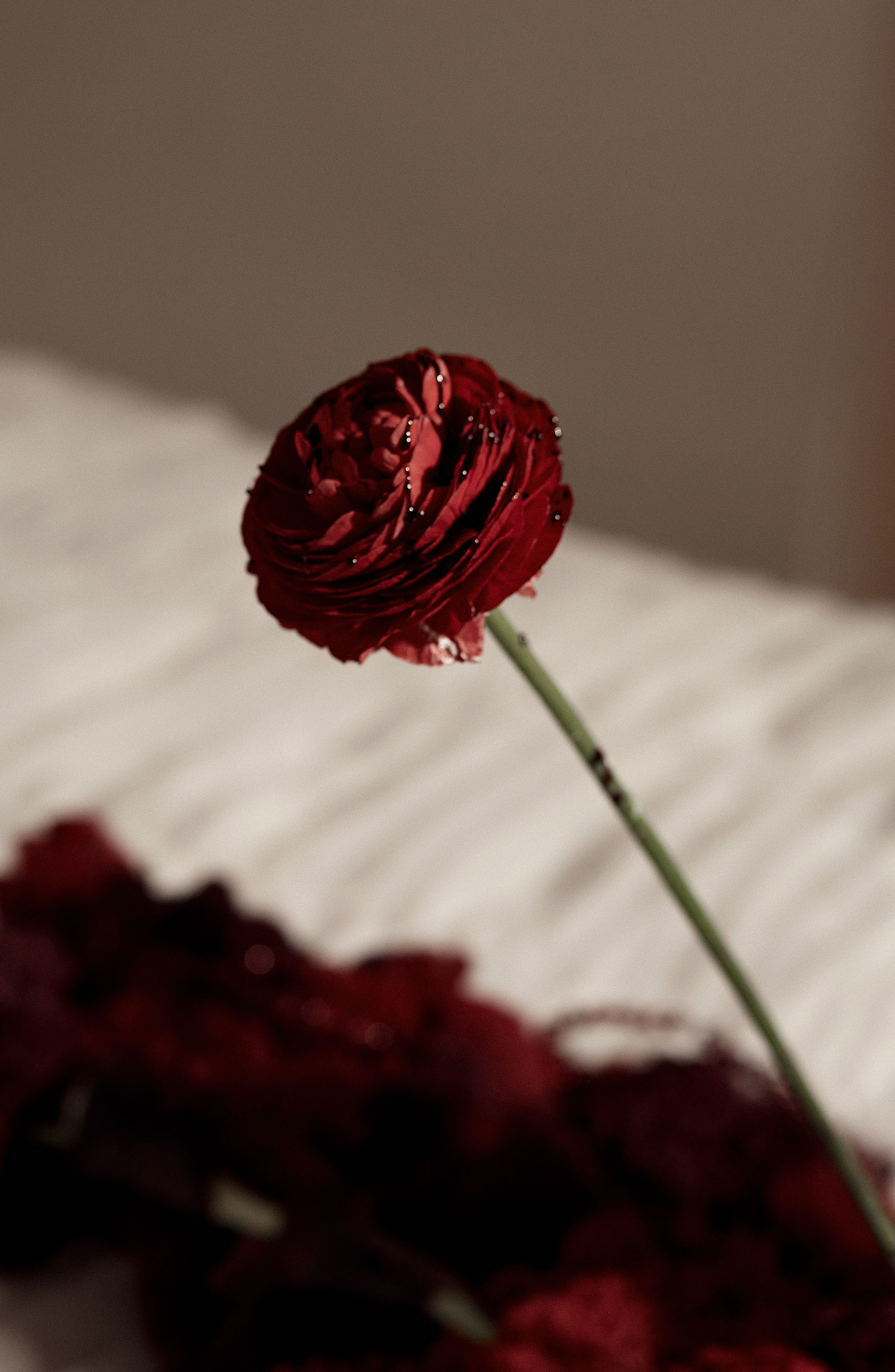 BORDO. Фотограф Екатерина Чупина