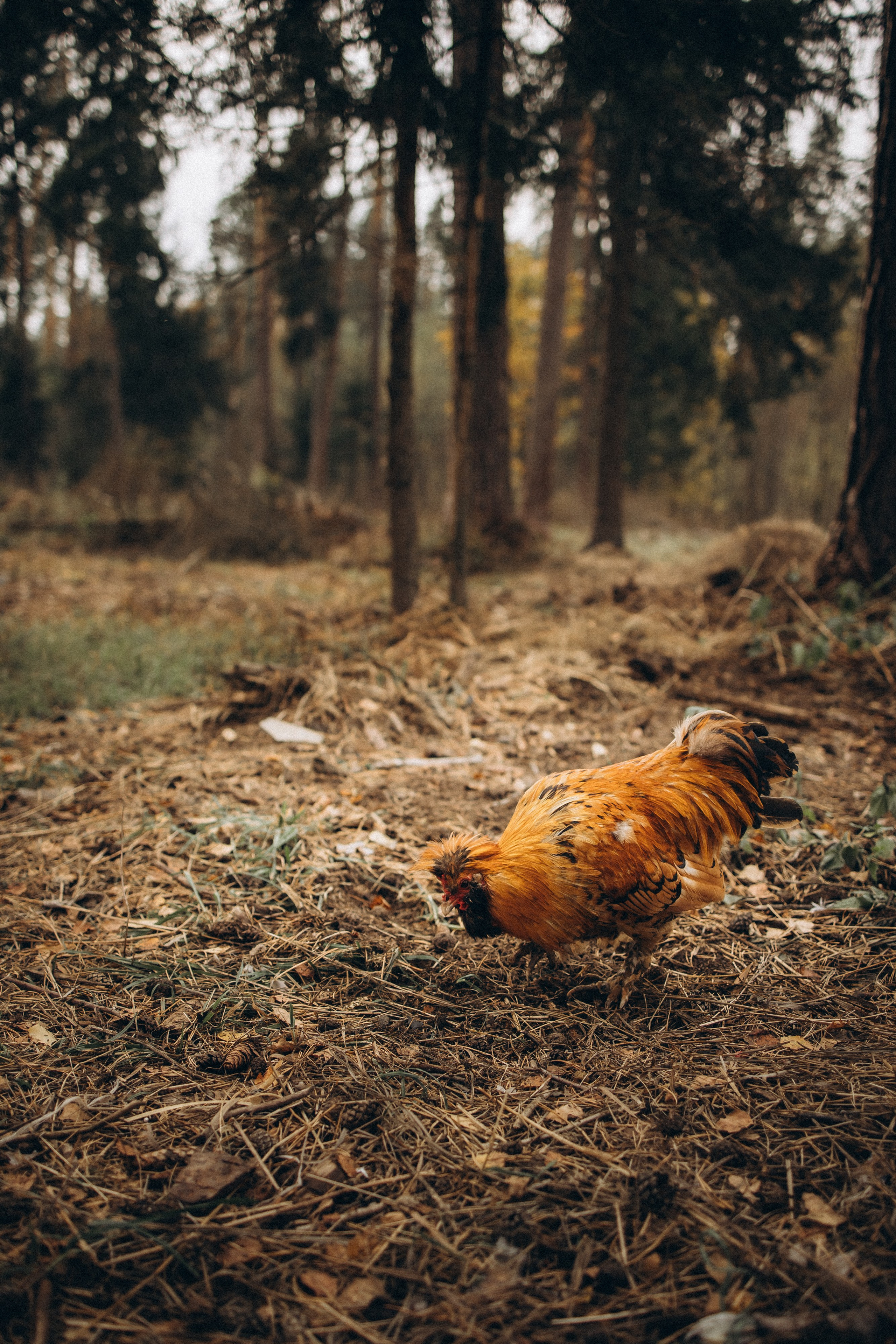 Лошади. Ваш фотограф в Москве и области Юлия