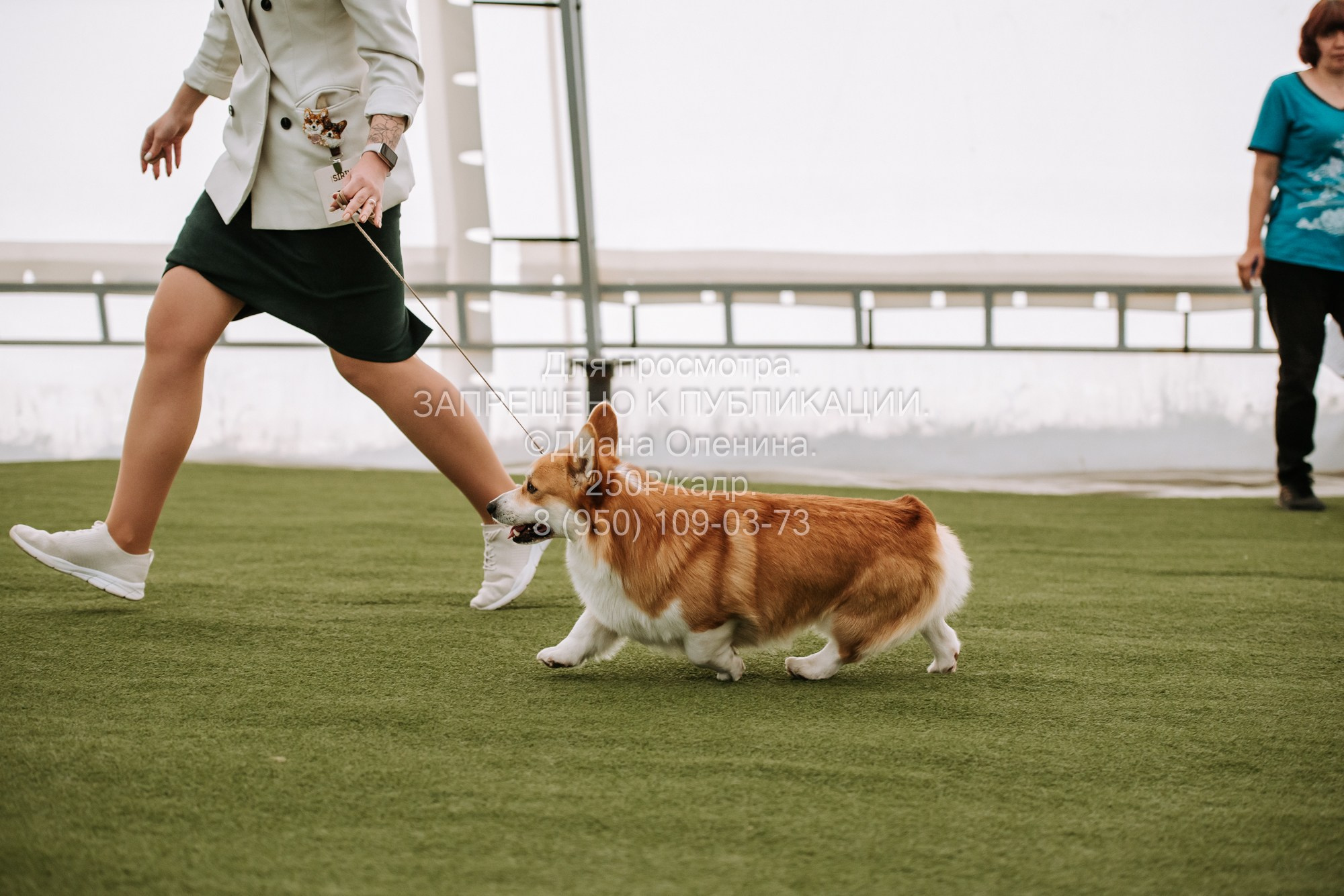 Выставка собак Красноярск 2.06. Фотограф Диана Оленина Красноярск / Братск