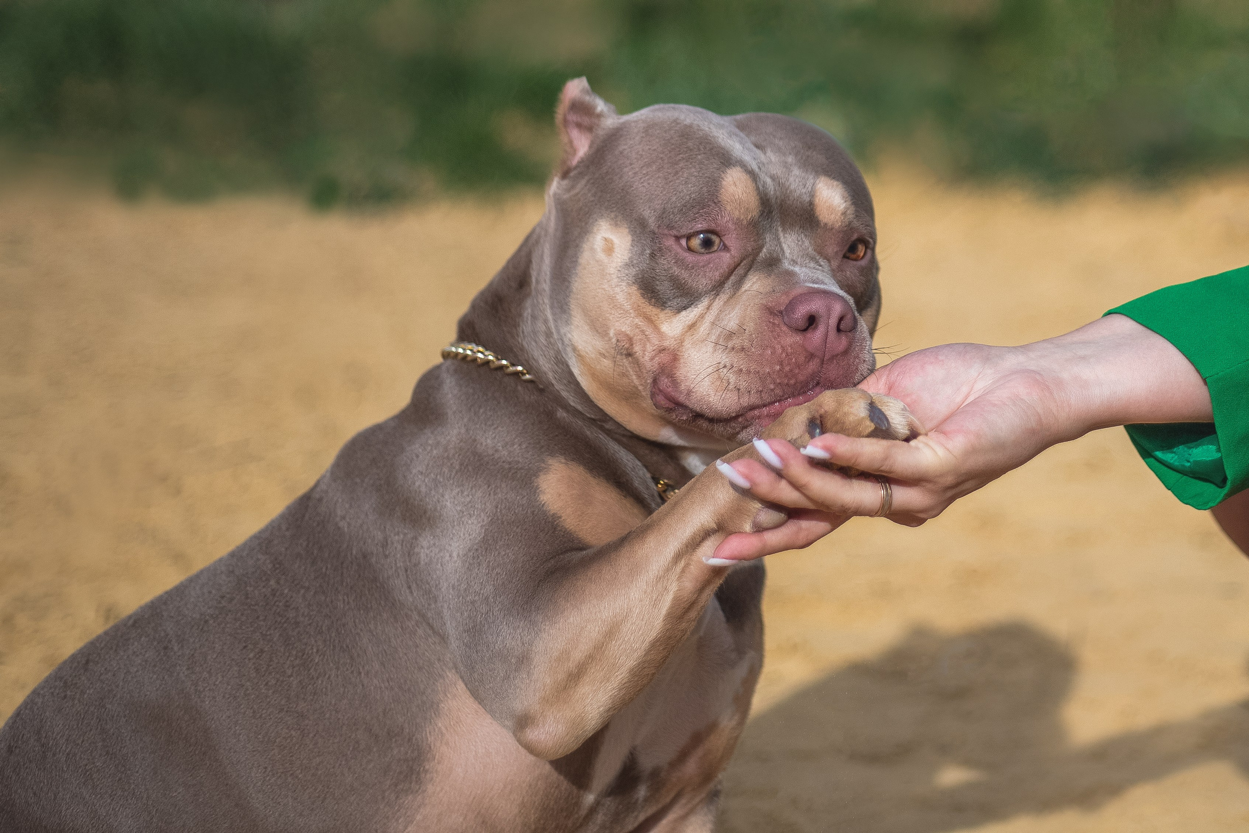Портфолио. Фотограф-анималист Анна Леонтьева • Москва