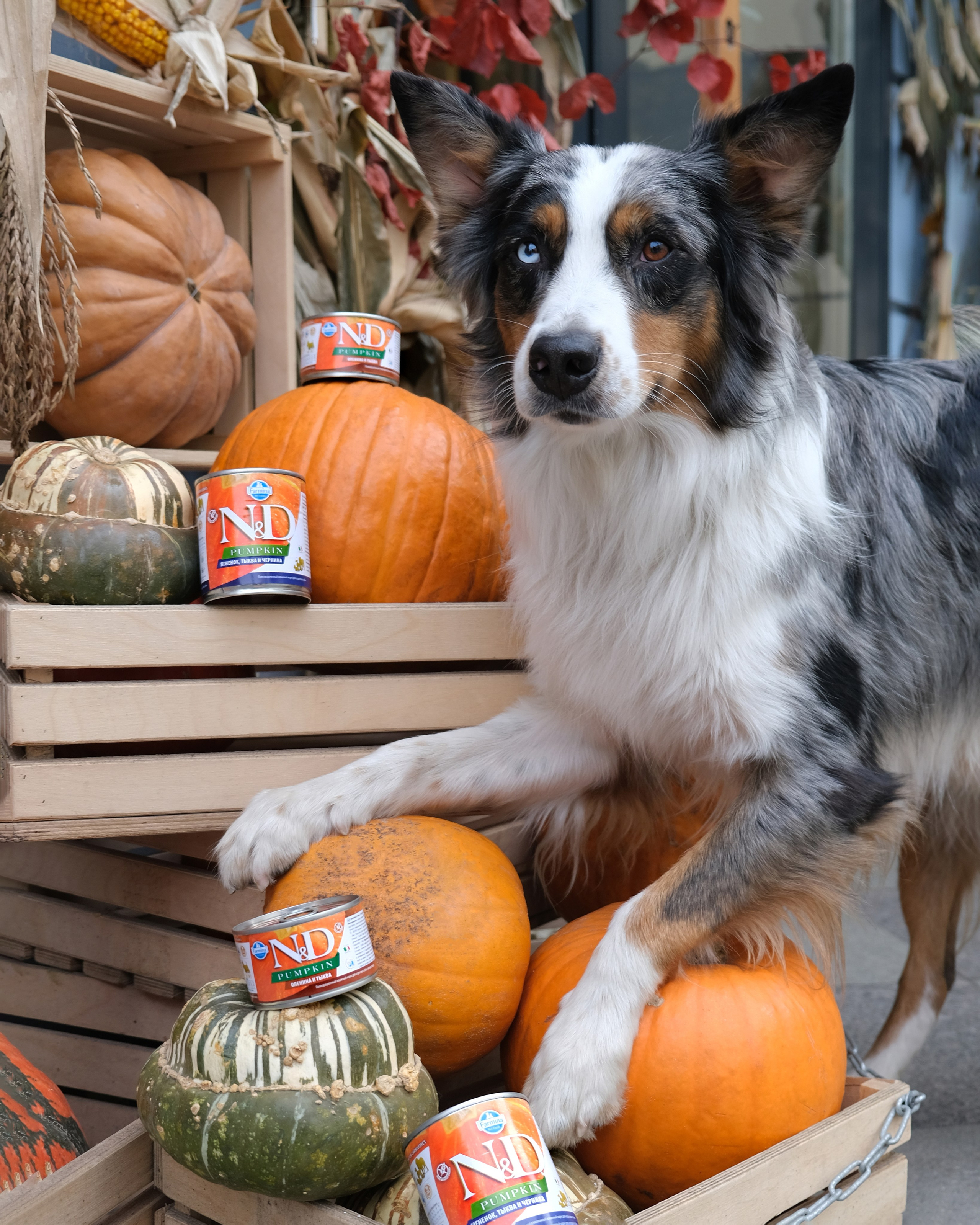 Farmina Pet Fods. Anna Prokhorova Photography