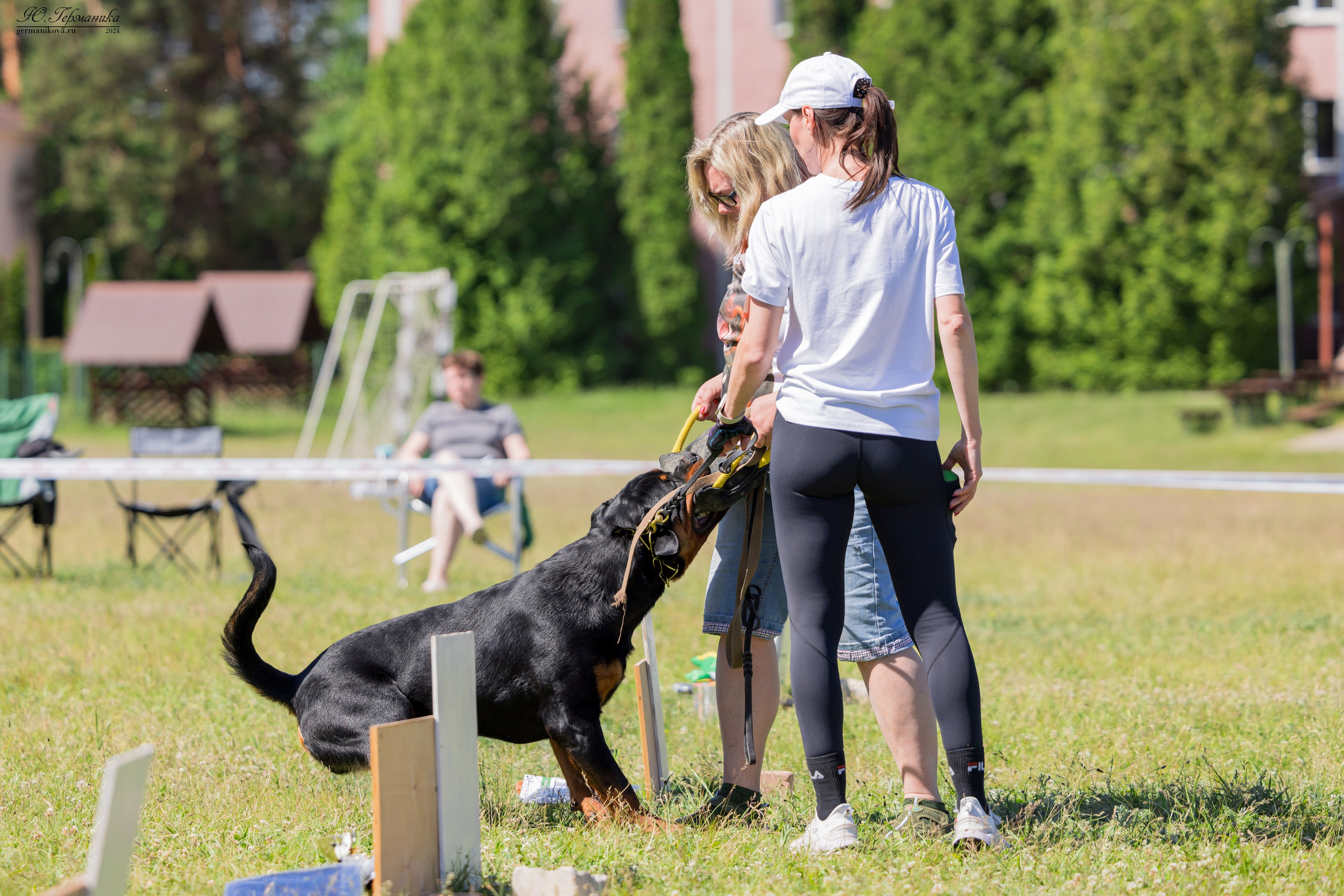 Воронеж моно ротвейлеров 25-26.05.2024. Фотограф-анималист Юлия Германика