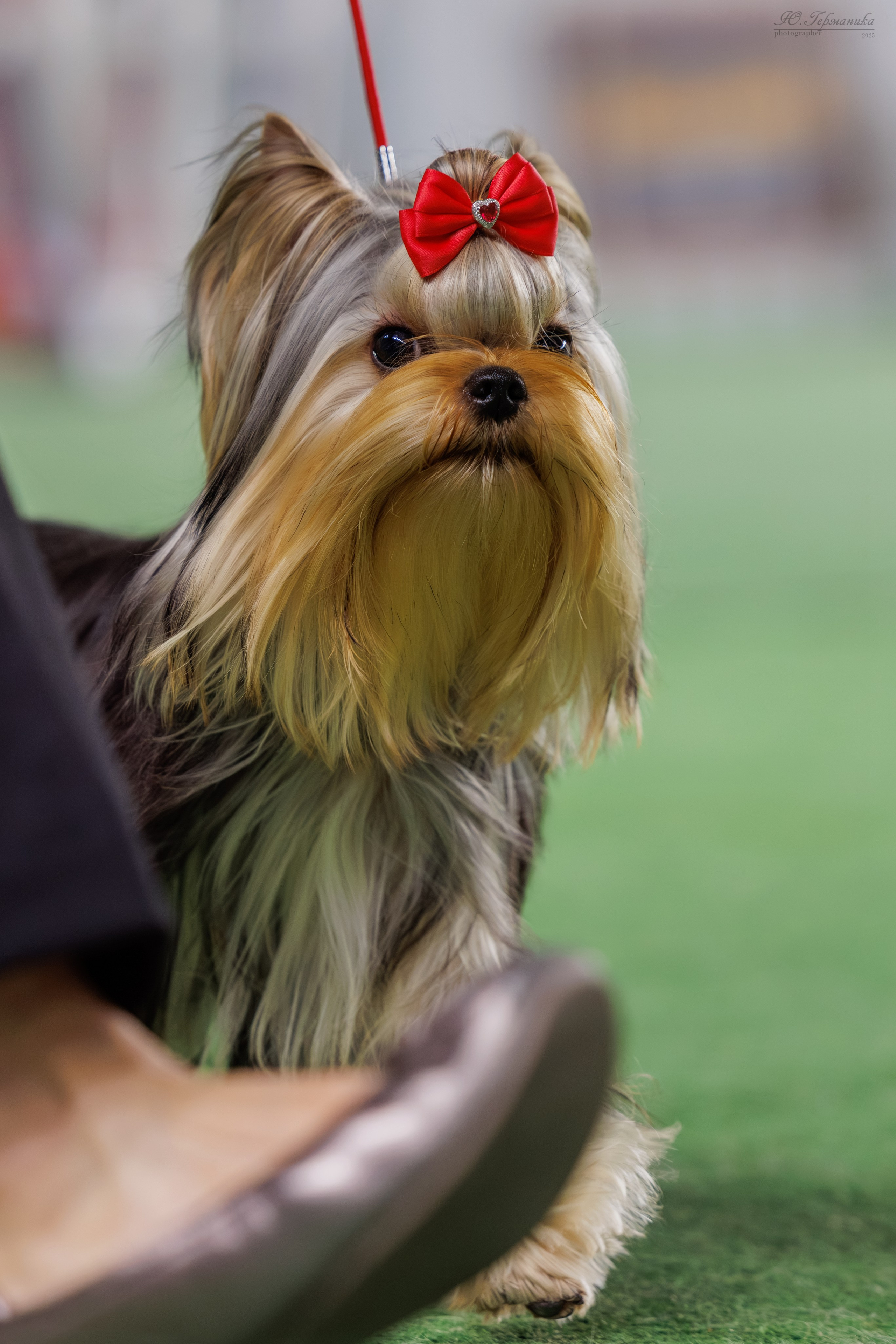 Телави 11-12.10.2025. Фотограф-анималист Юлия Германика