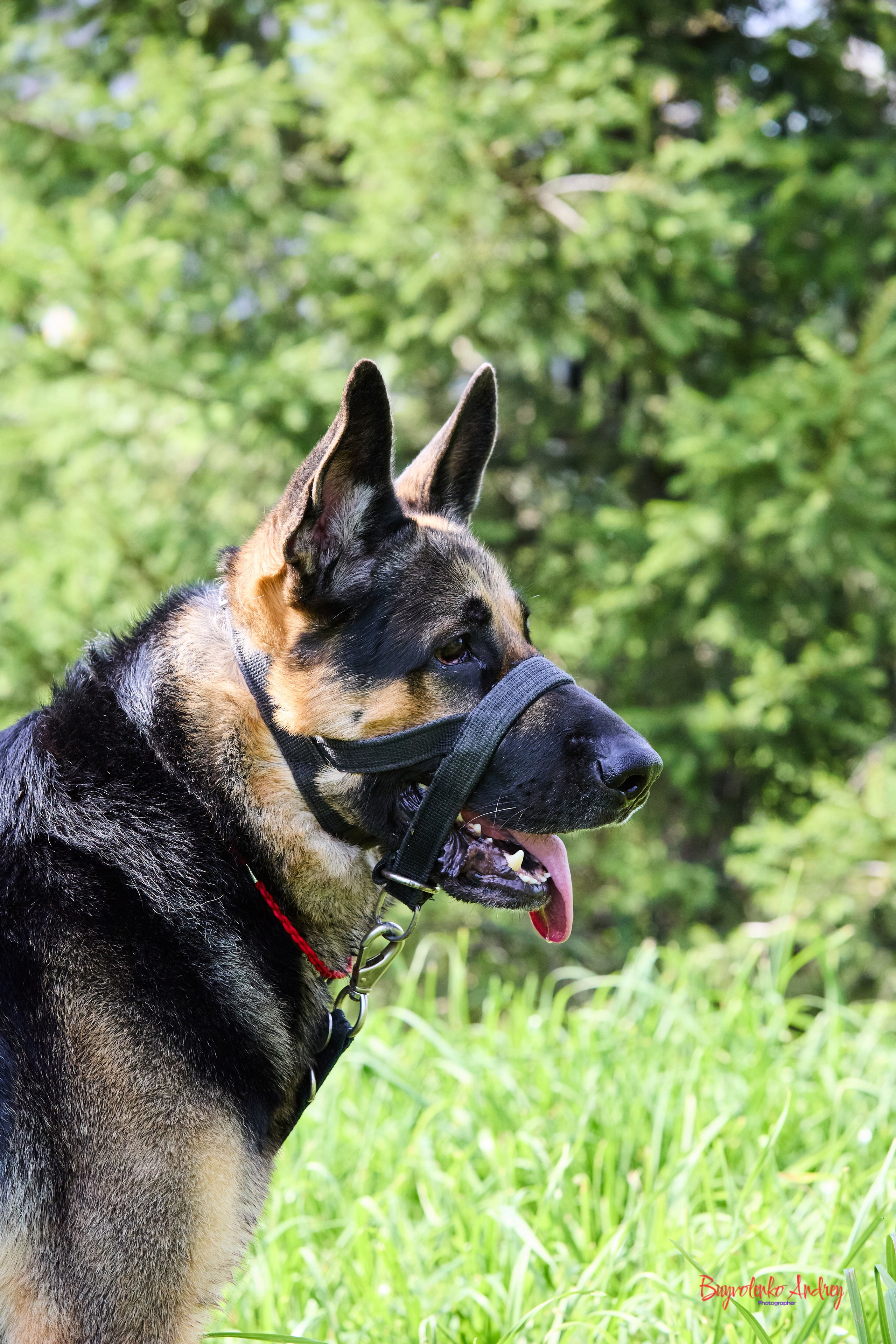 Проект фотопрогулка с хвостиком. Buyvolenko Andrey