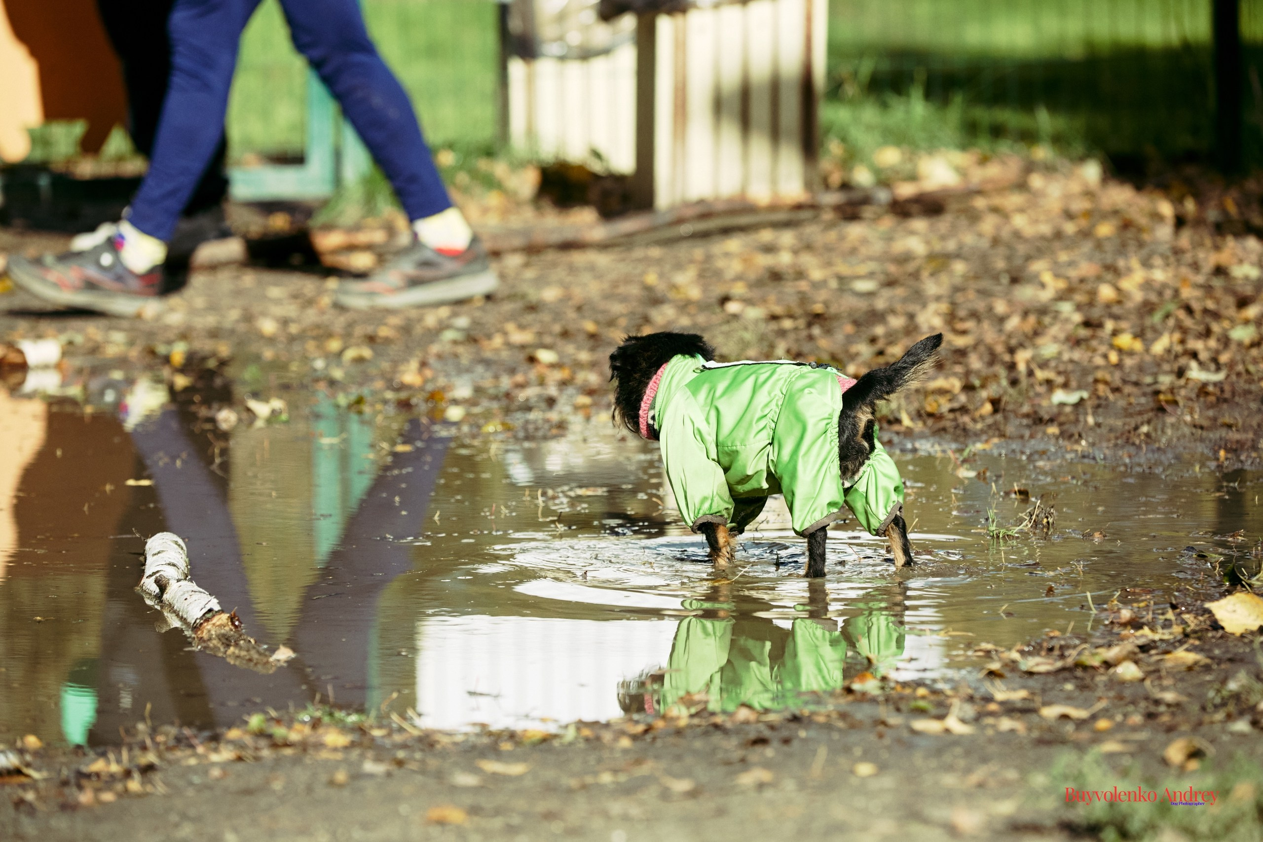 Брабогриффотусаекб. Buyvolenko Andrey