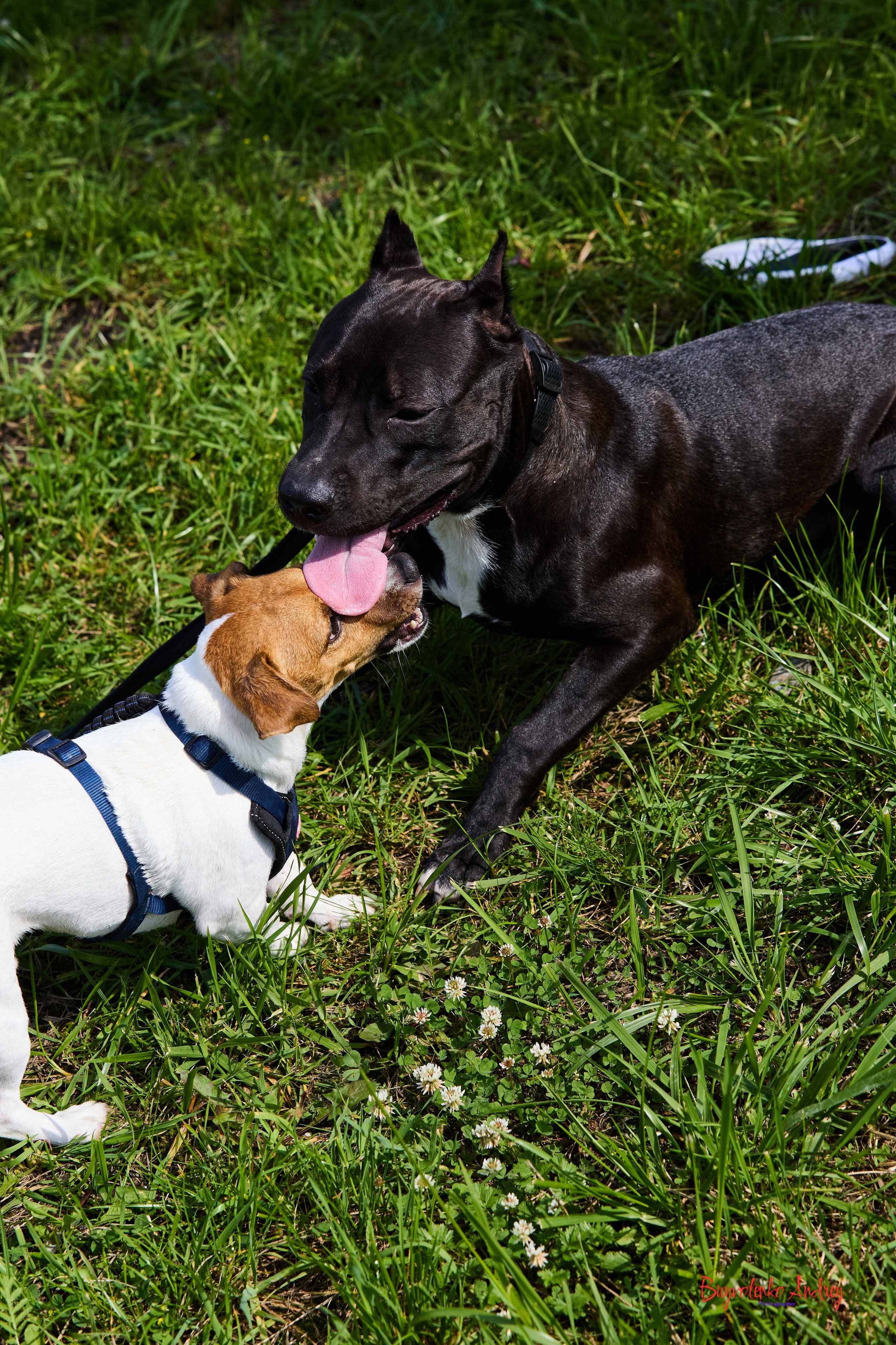 Проект фотопрогулка с хвостиком. Buyvolenko Andrey