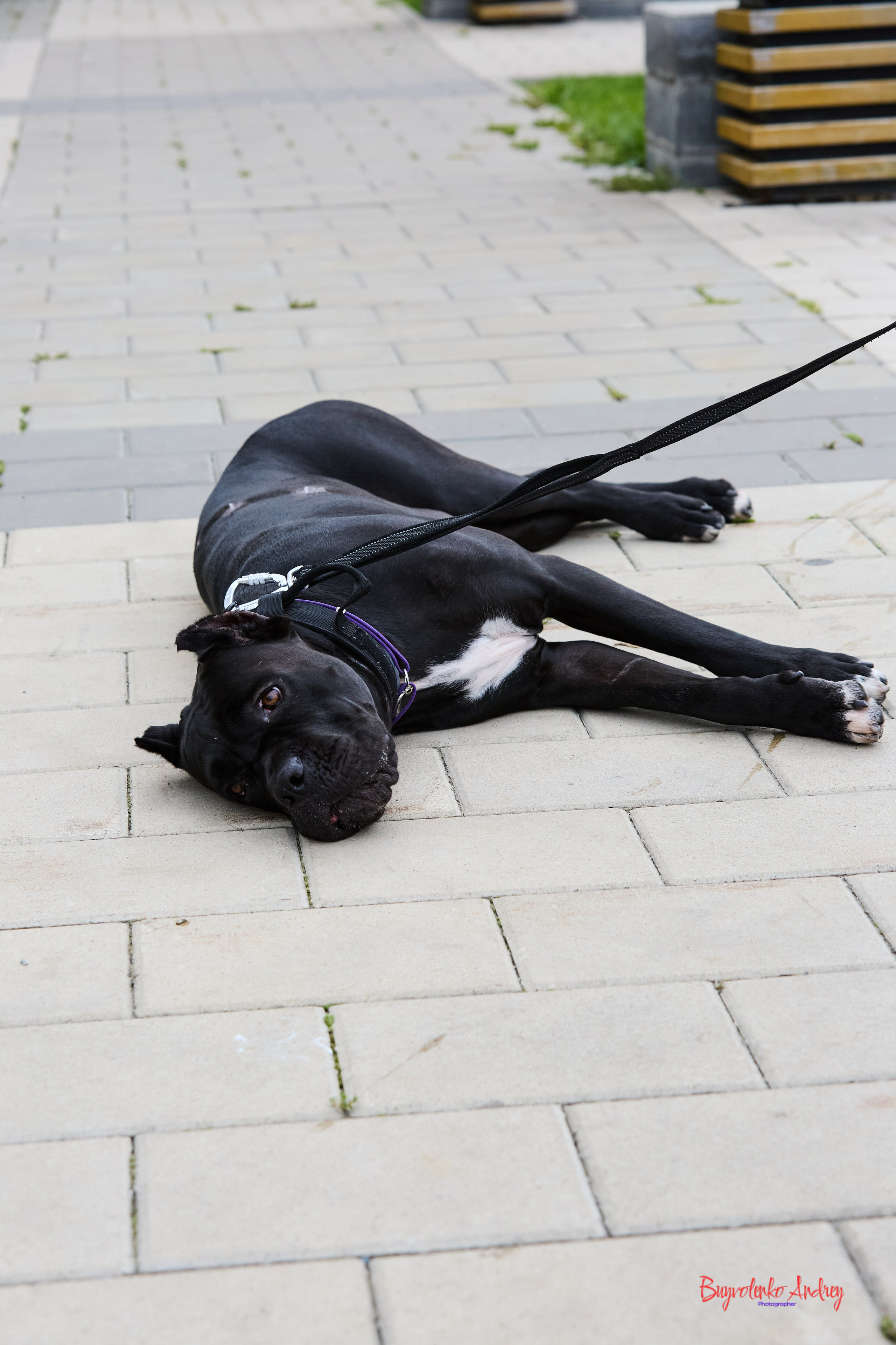 Проект фотопрогулка с хвостиком. Buyvolenko Andrey