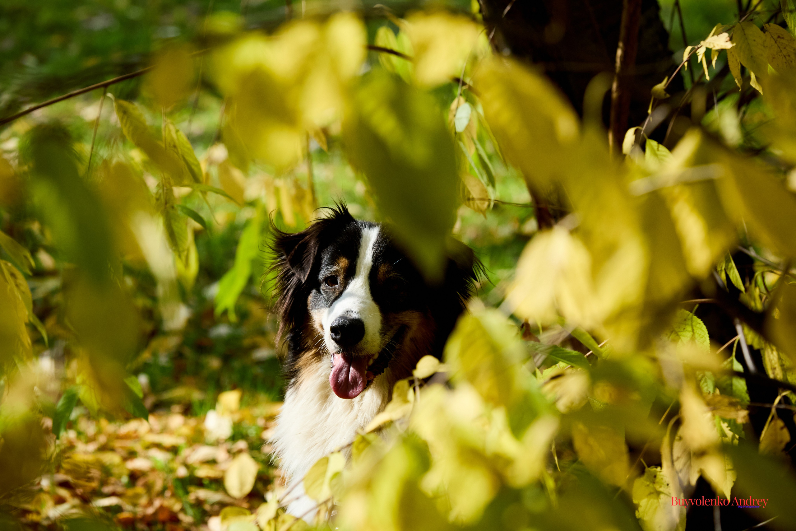 Басенджи и Аусси 21.09.2025. Buyvolenko Andrey