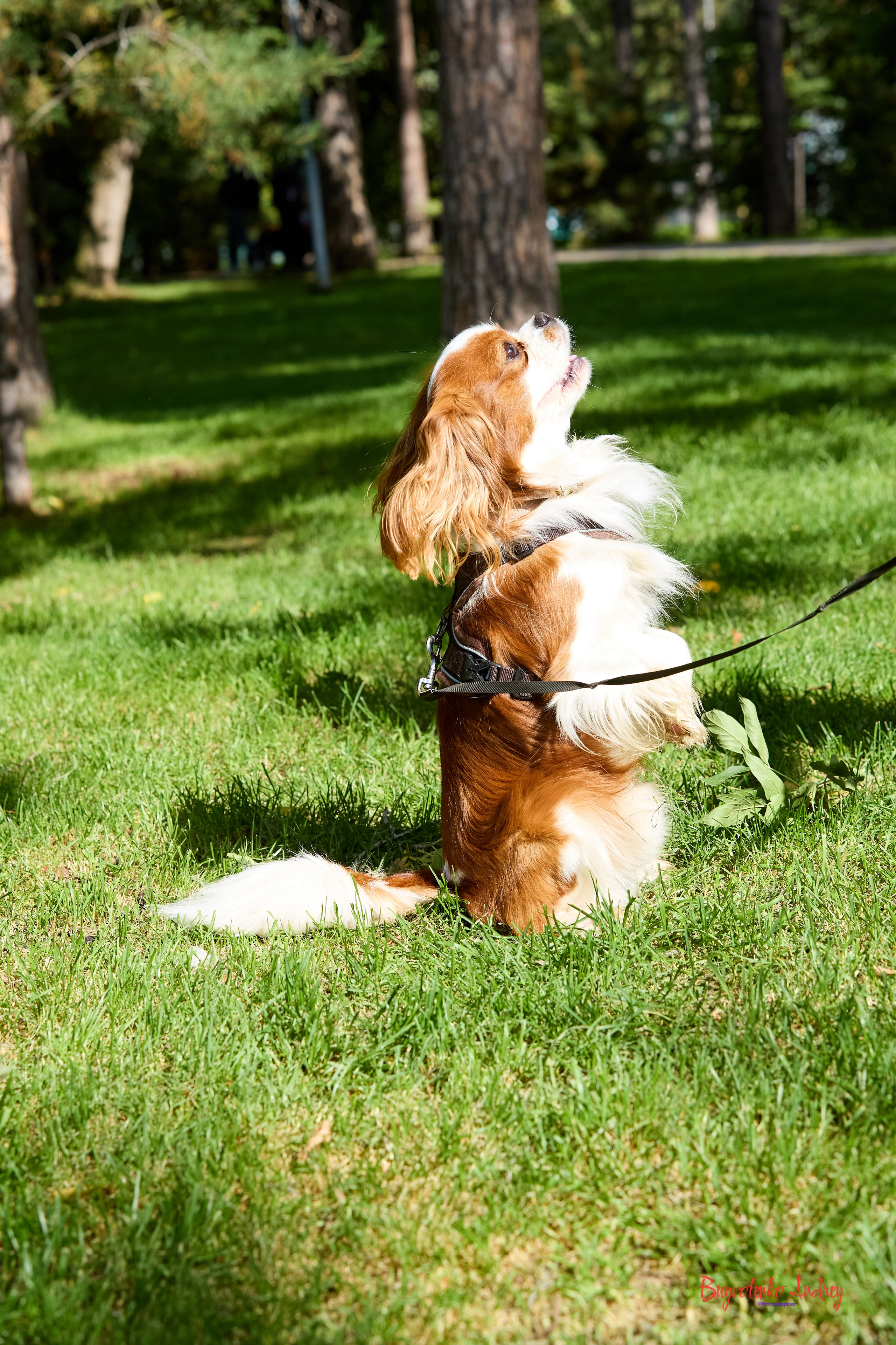 Фотопрогулка с кавалерами. Buyvolenko Andrey