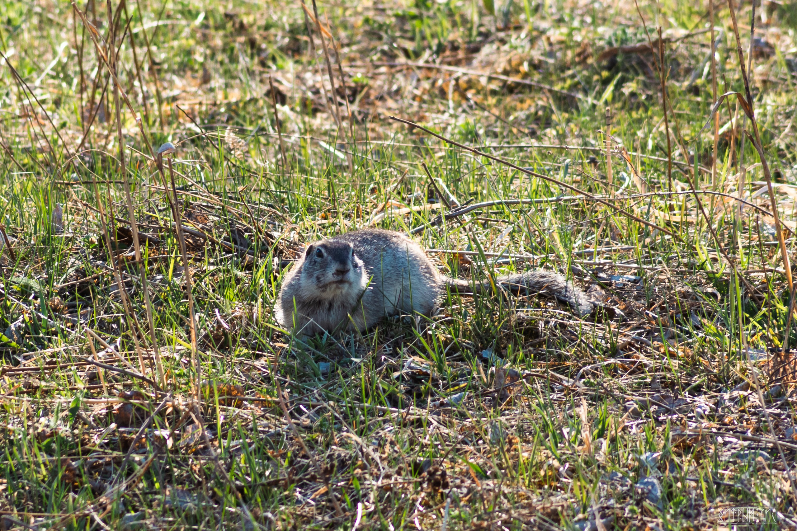 Алтай. Фотограф-путешественник Самойлов Максим «Sly Fox»