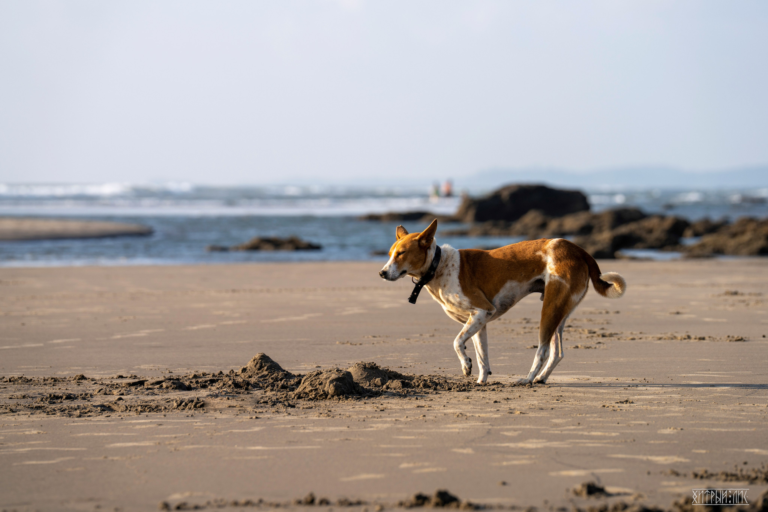 Гоа-Мумбаи. Фотограф-путешественник Самойлов Максим «Sly Fox»