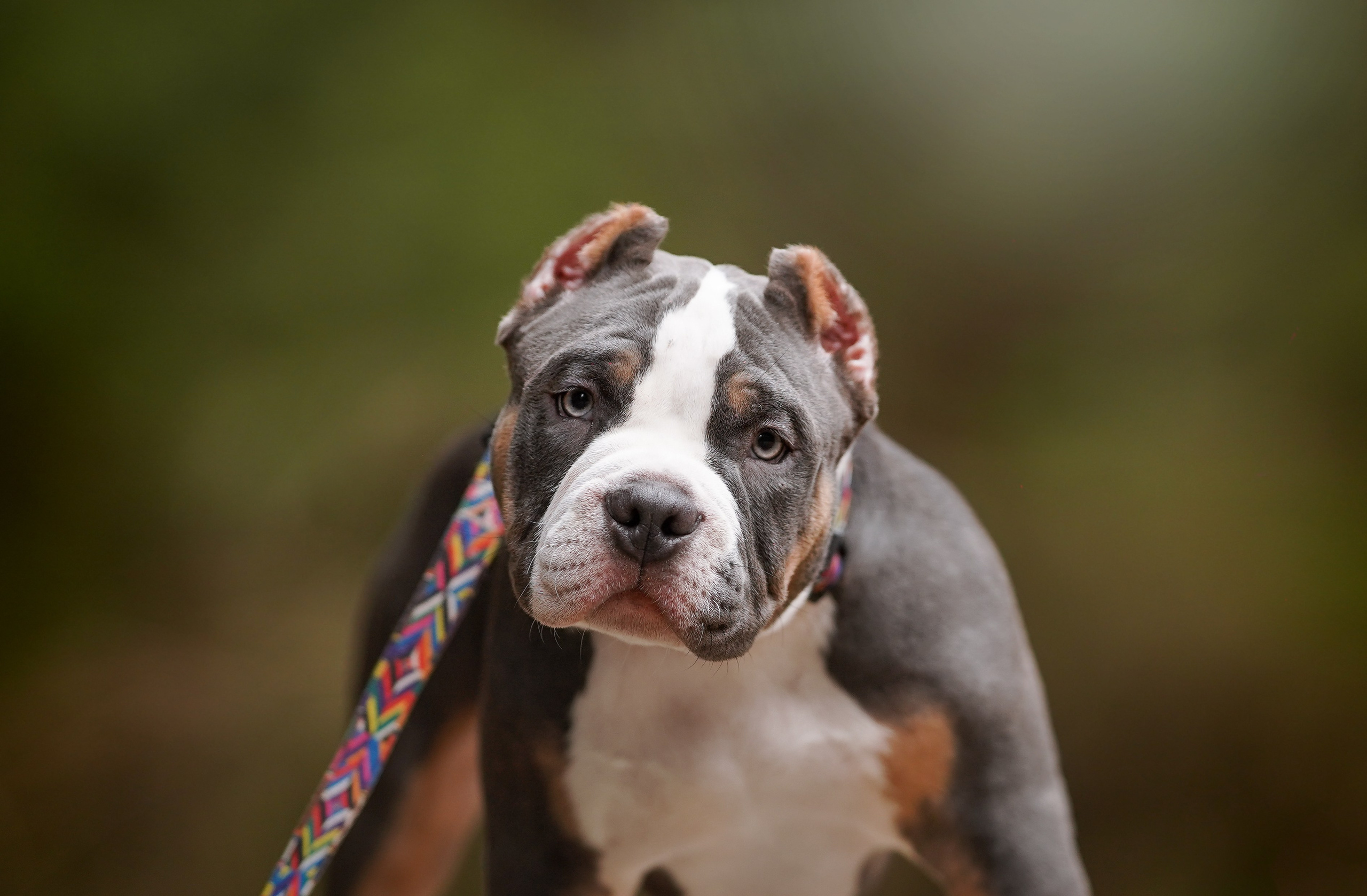 Щенки булли. Фотограф-анималист в Санкт-Петербурге Яна Мартынова