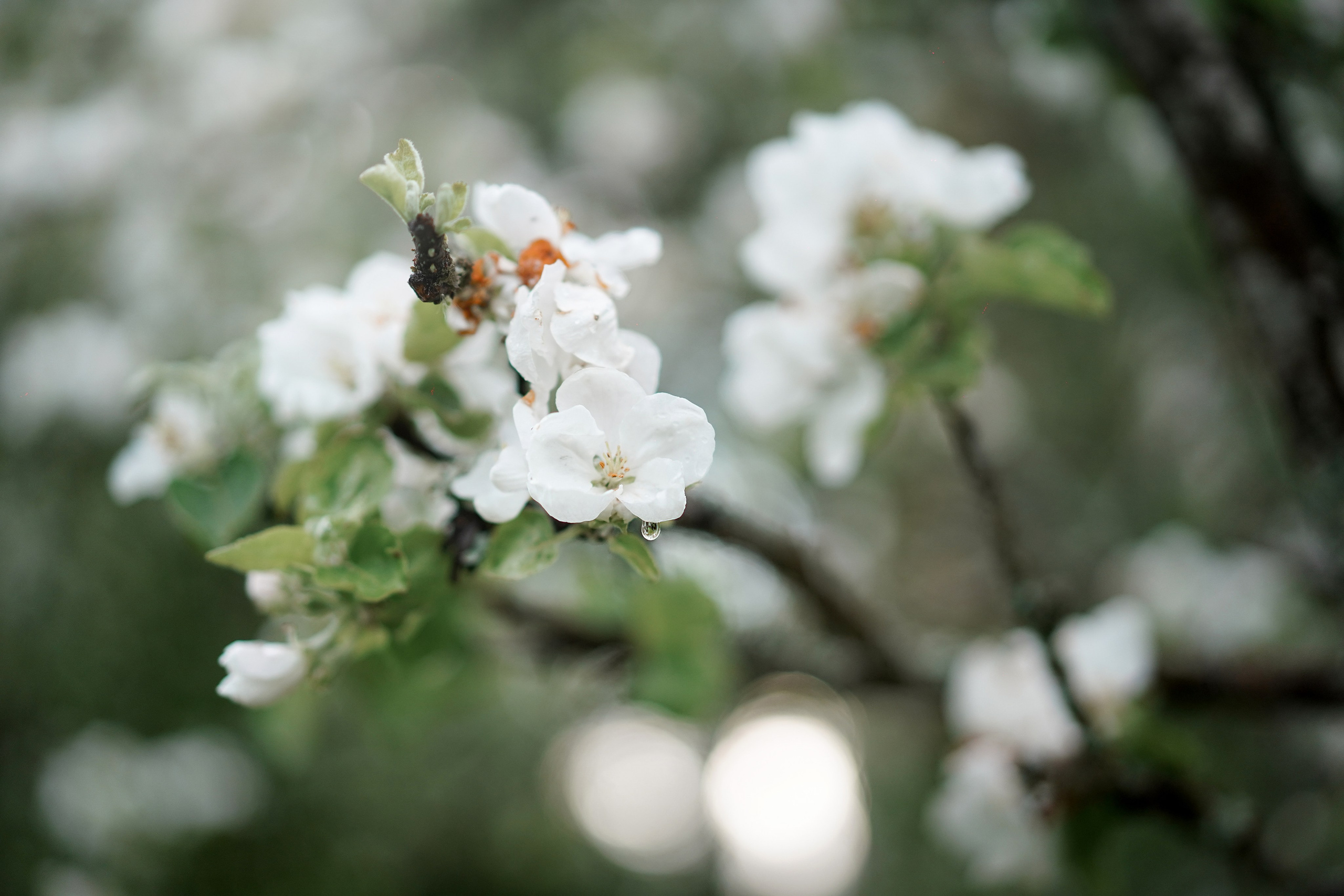 Юля, ее мама и Груша. Фотограф-анималист в Санкт-Петербурге Яна Мартынова