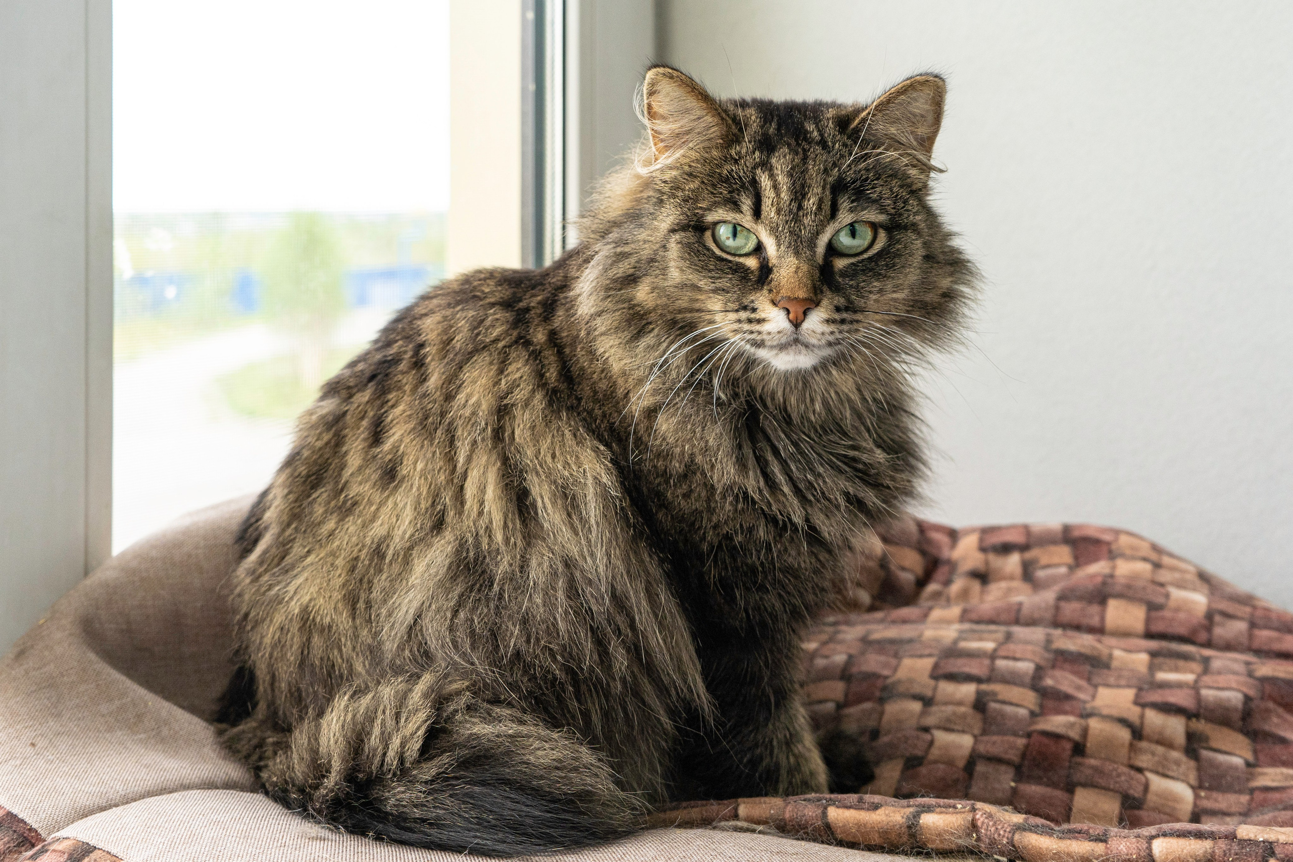 Бездомыши. Фотограф Екатерина Зорина