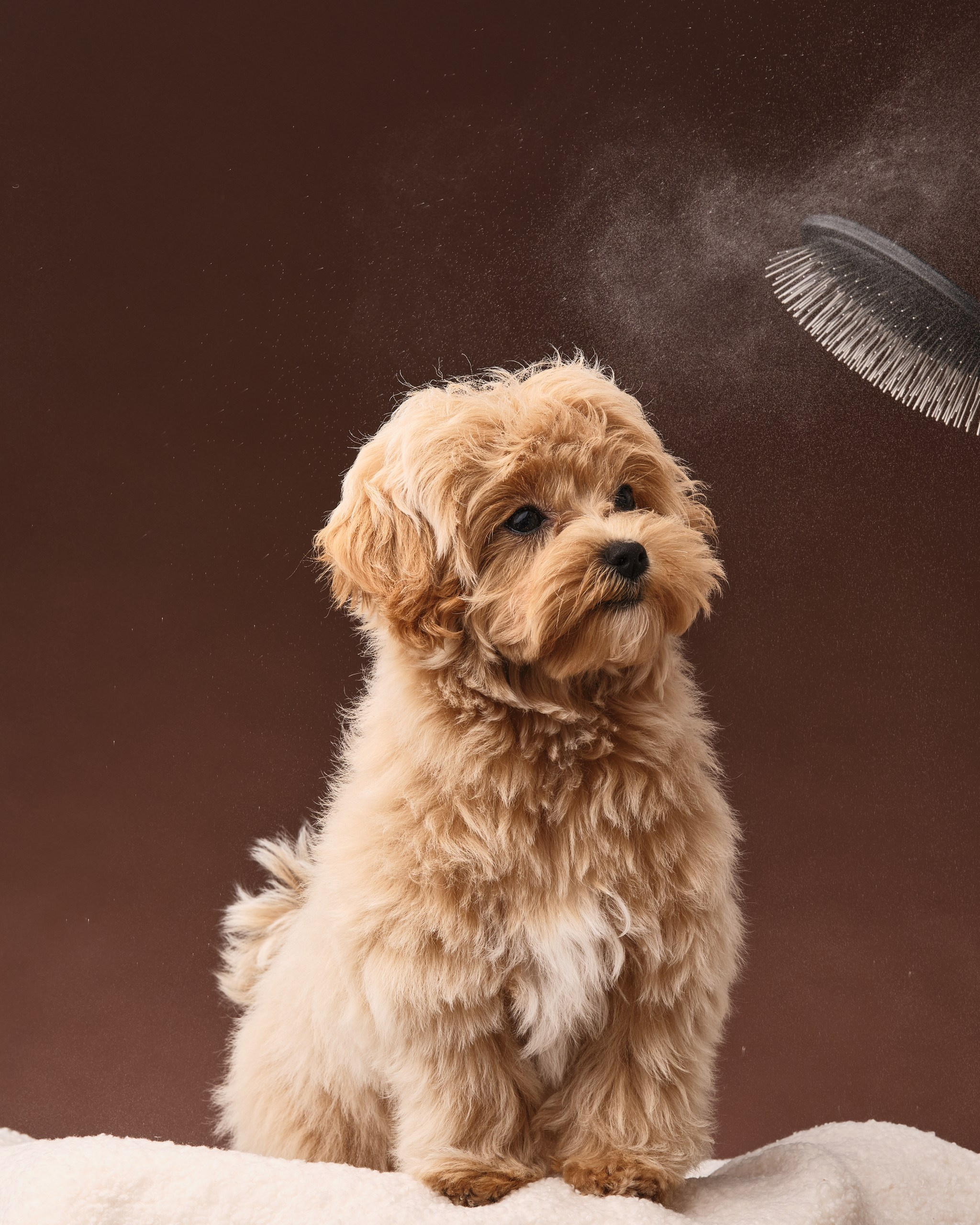 Фото с животными альбом. Фотограф в Москве — Галунина Кристина