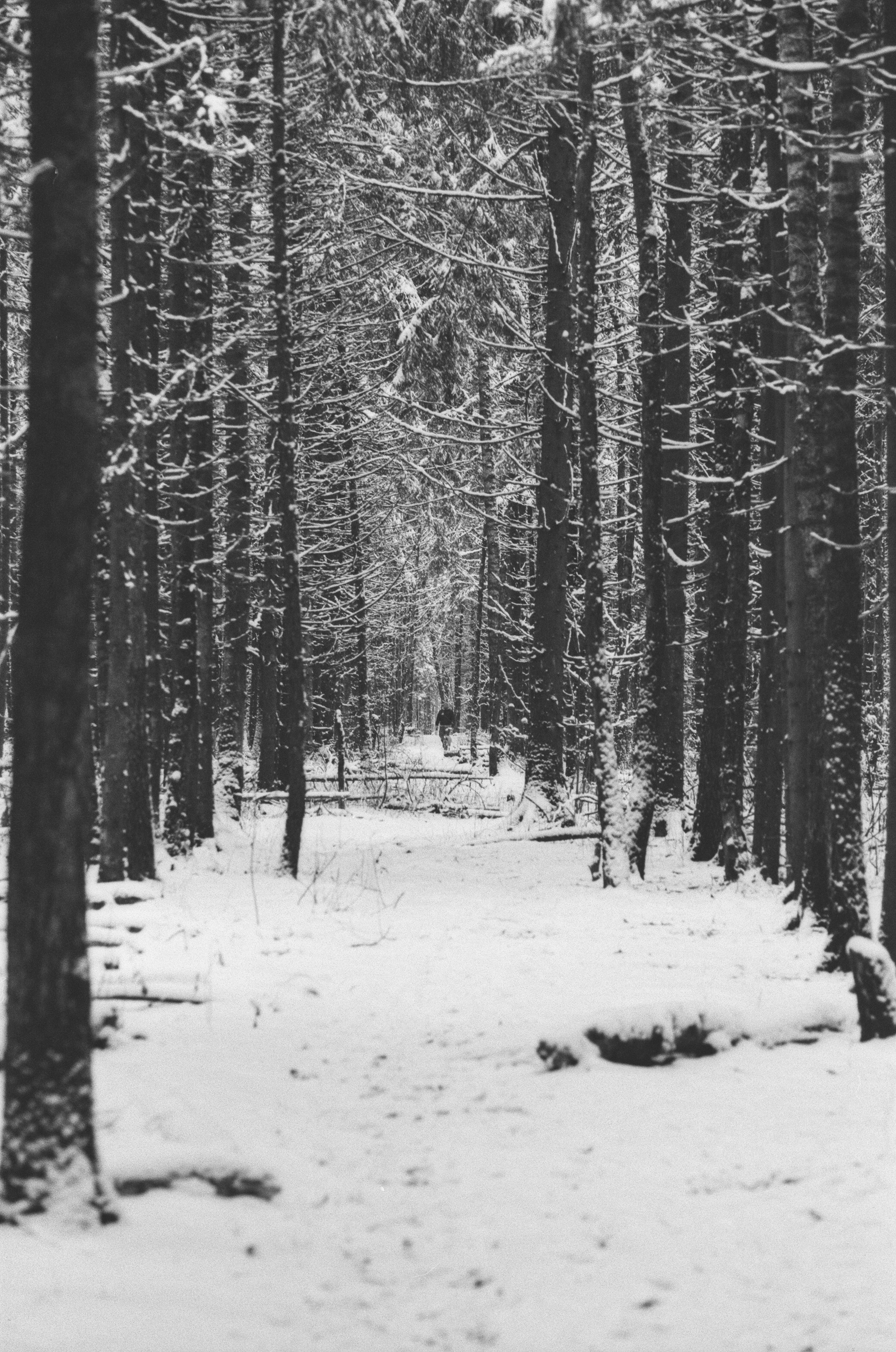 Contax N1 / Carl Zeiss Makro Sonnar 100 mm f/2.8 / Давыдовское