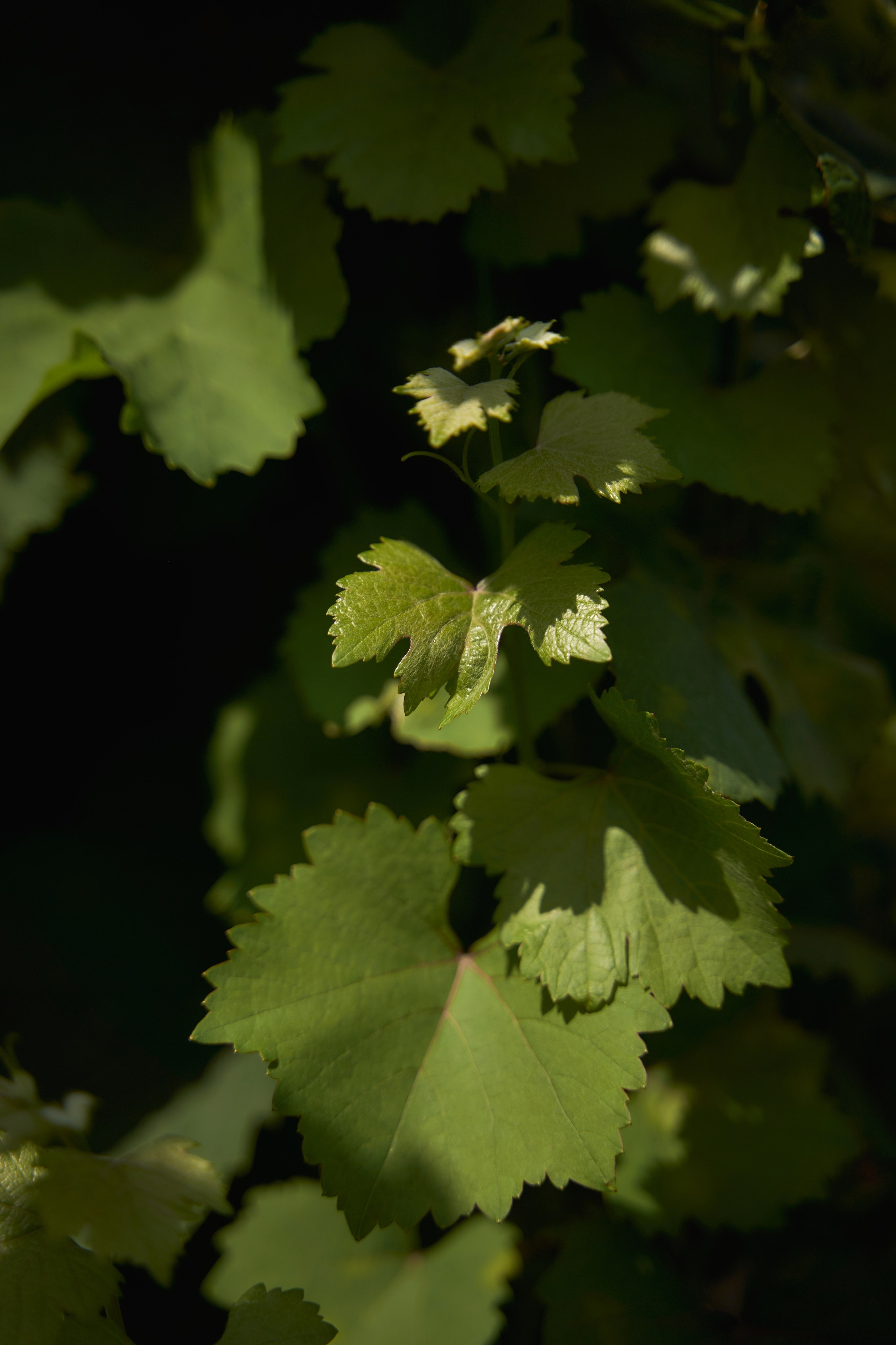 Love Story в Шато Андре. ТВИНС СТУДИО — лучшие свадебные фотографы и видеографы в Краснодаре