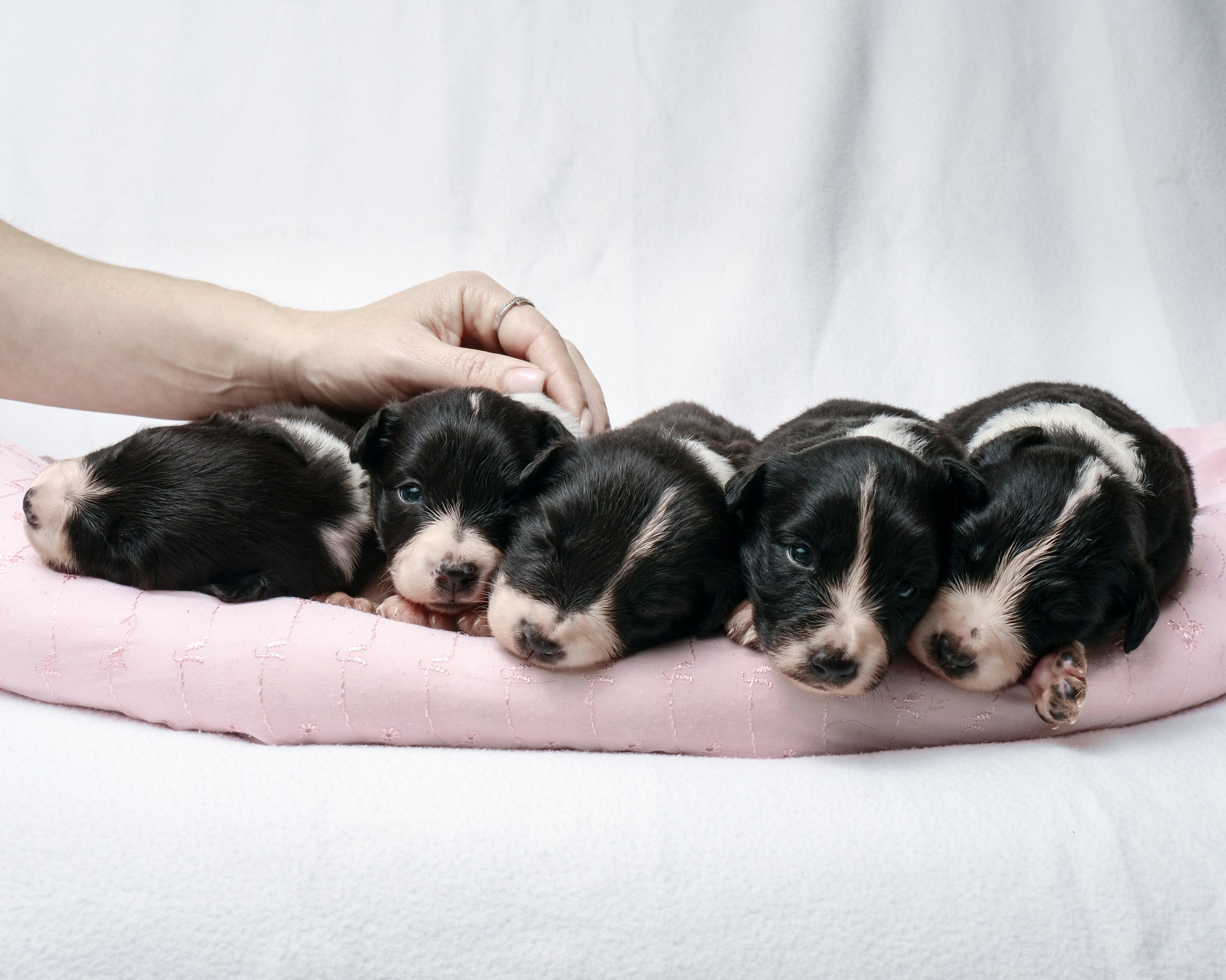 Щенки. Портретный и семейный фотограф в Перми Лена Лоза. Портрет для бизнеса