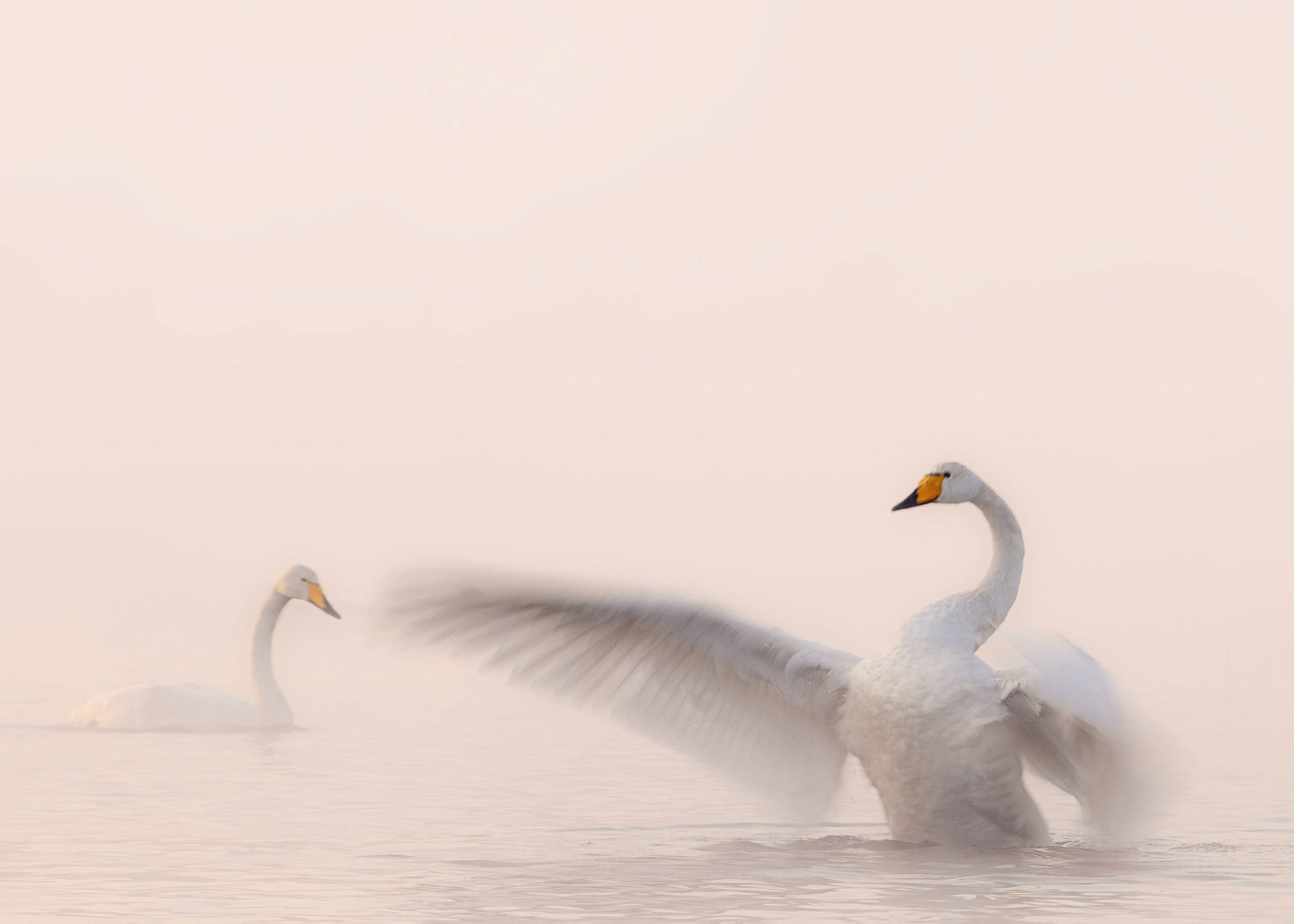 Дикая природа • Wildlife. Елена Ивановой • Профессиональный фотограф