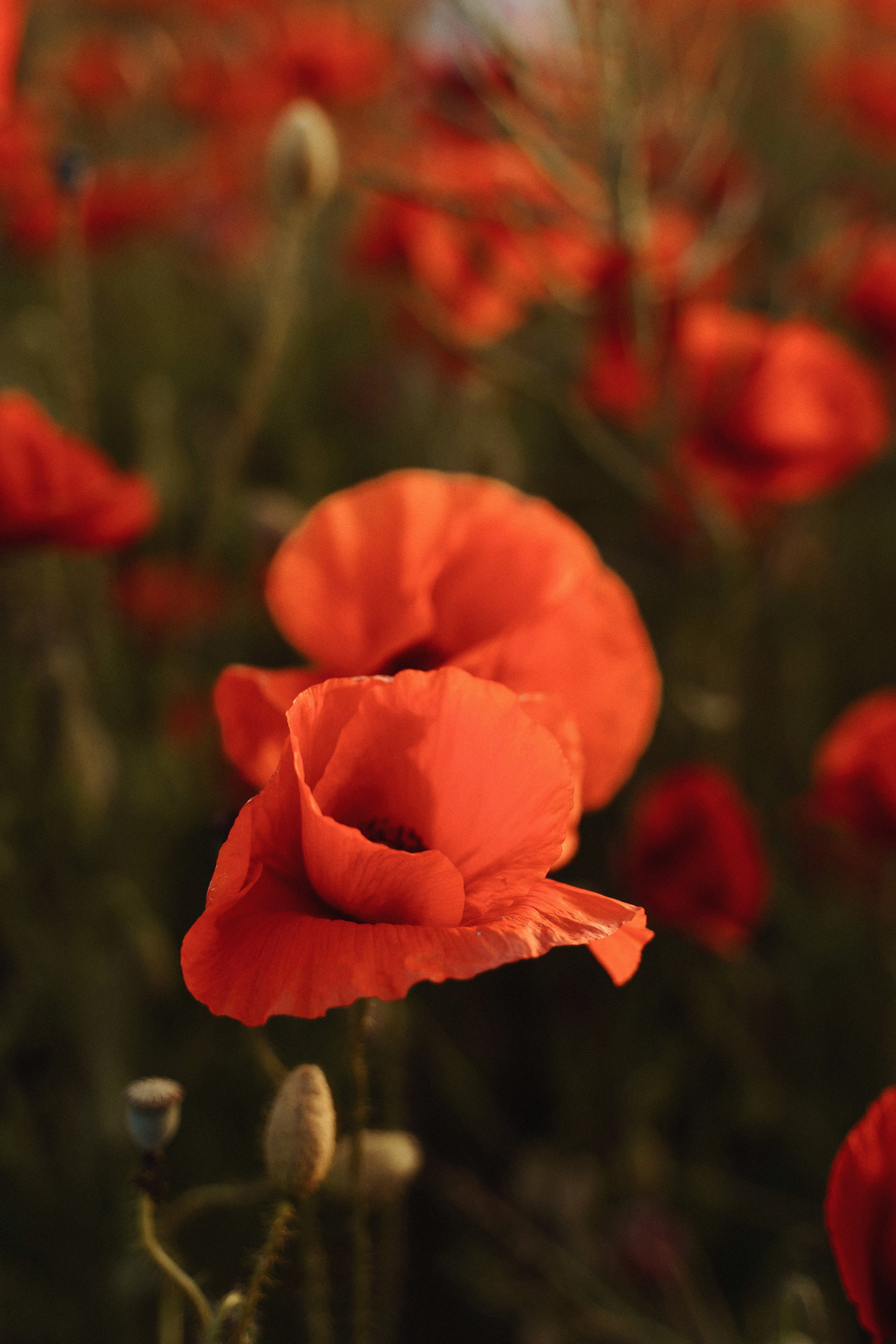 В маках. Услуги фотографа в Анапе — фотосессия для семьи, пары, женщин и мужчин | Татьяна Тагель