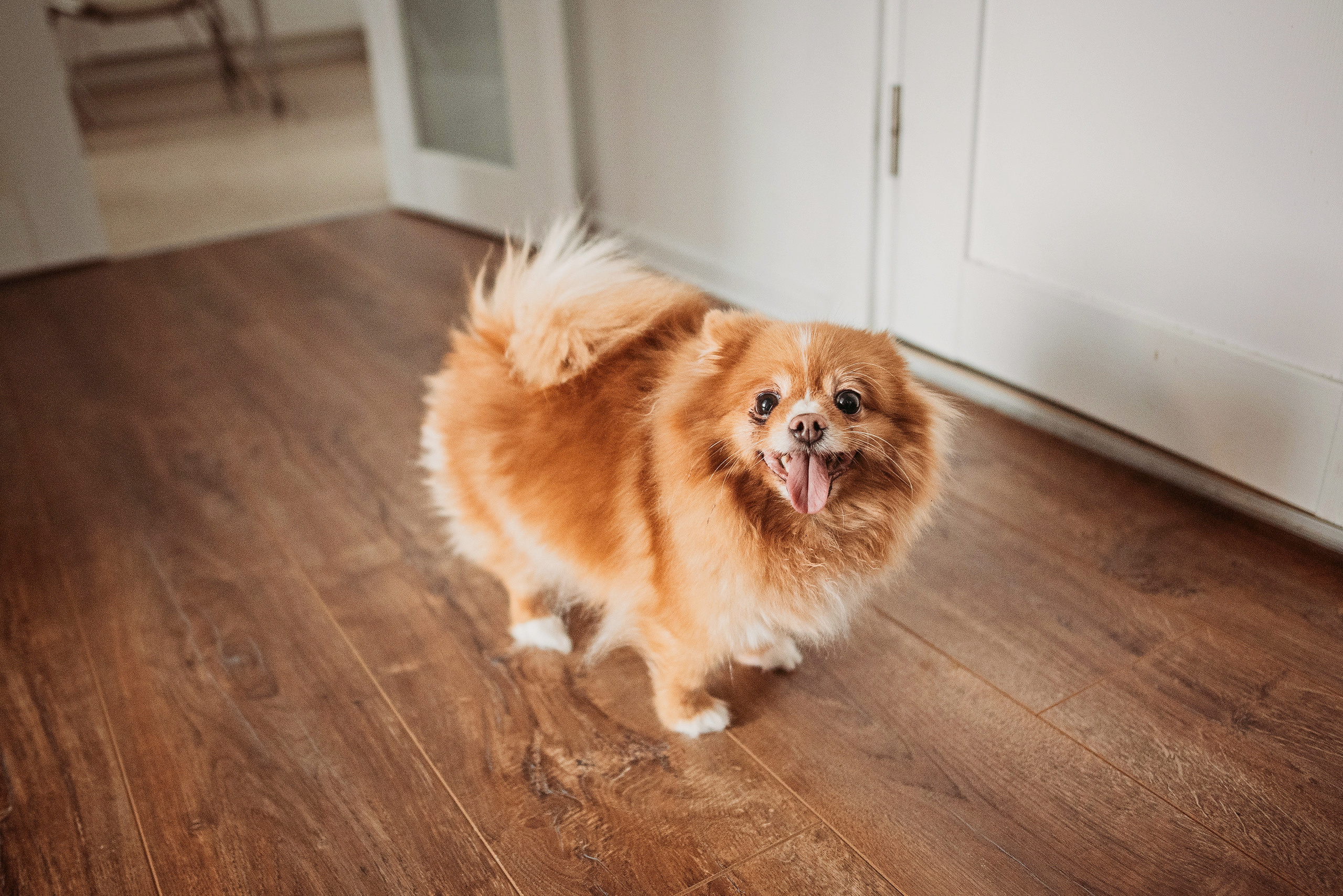 Домашняя, Машуля и Леон. Детский и семейный фотограф выпускной альбом Приморско-Ахтарск