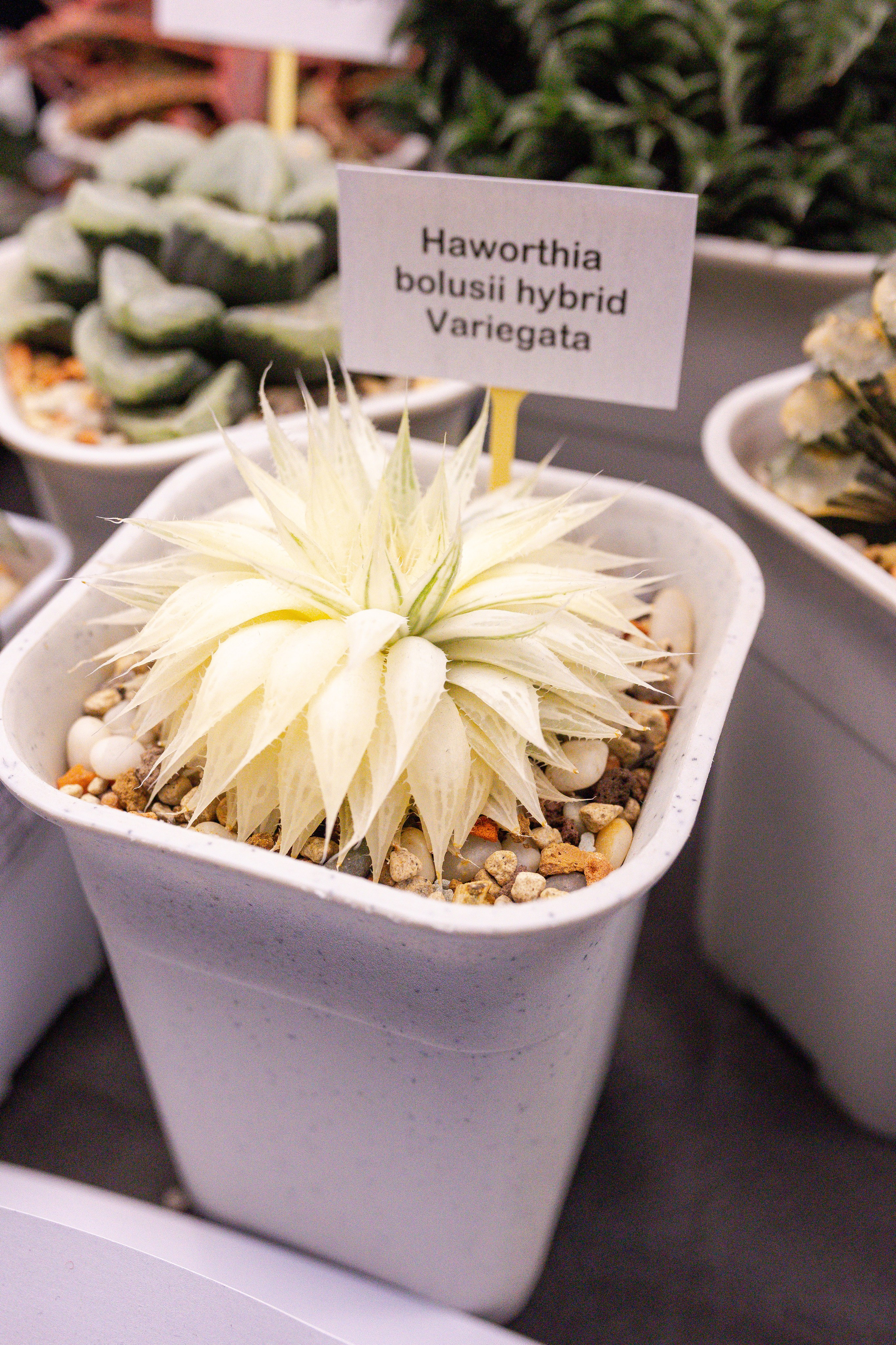 Кактус Фест. Александра Куликова фотограф, Москва