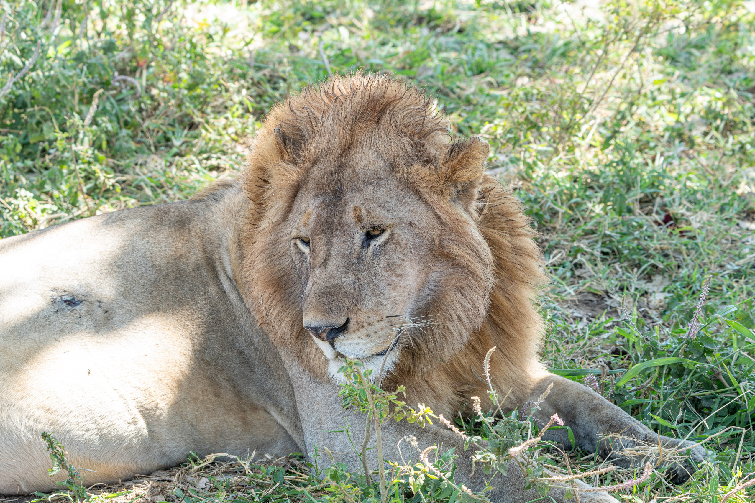 Танзания, сафари, 2025. Творческие сьемки