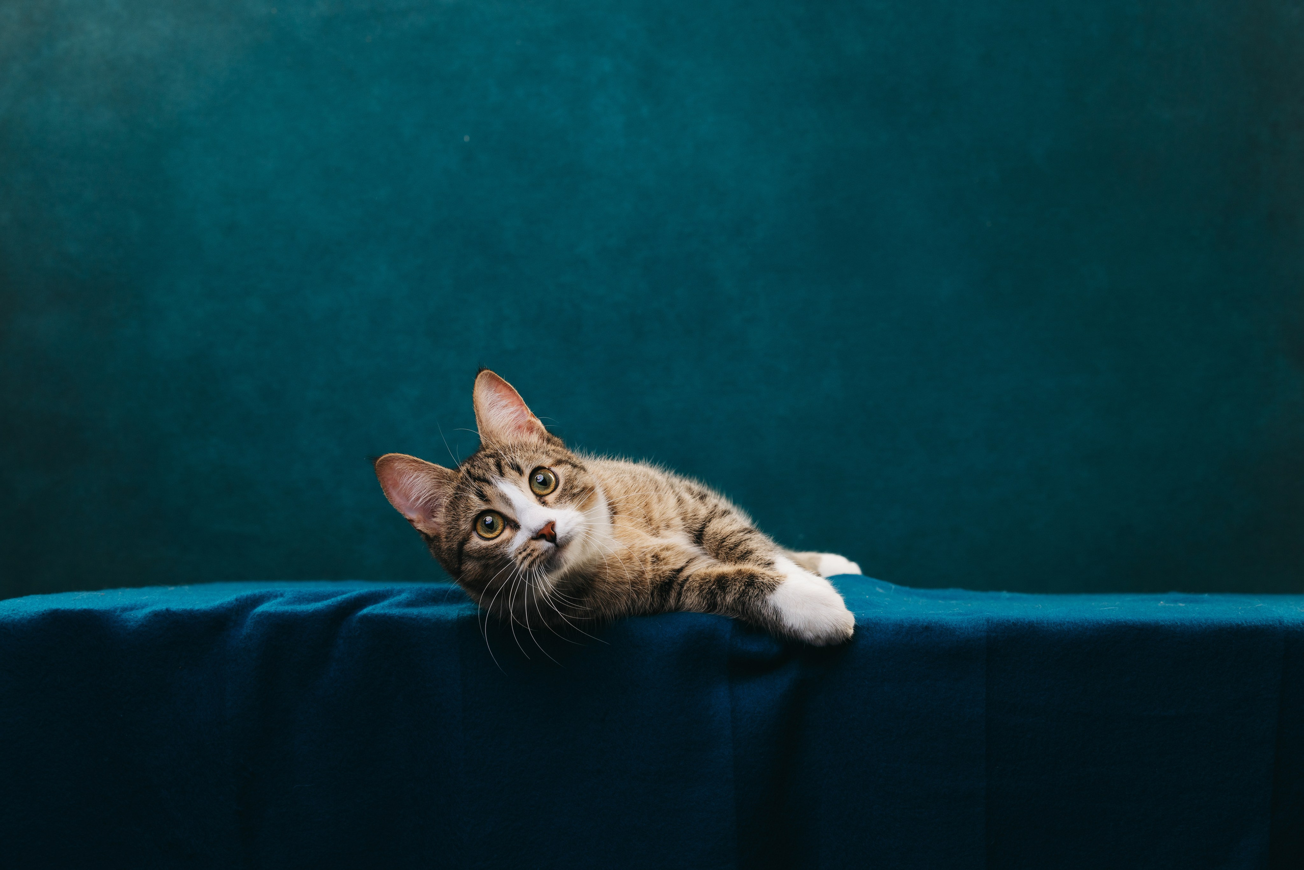 Коты Сет и Квентин. Фотограф анималист Осипчикова Мария