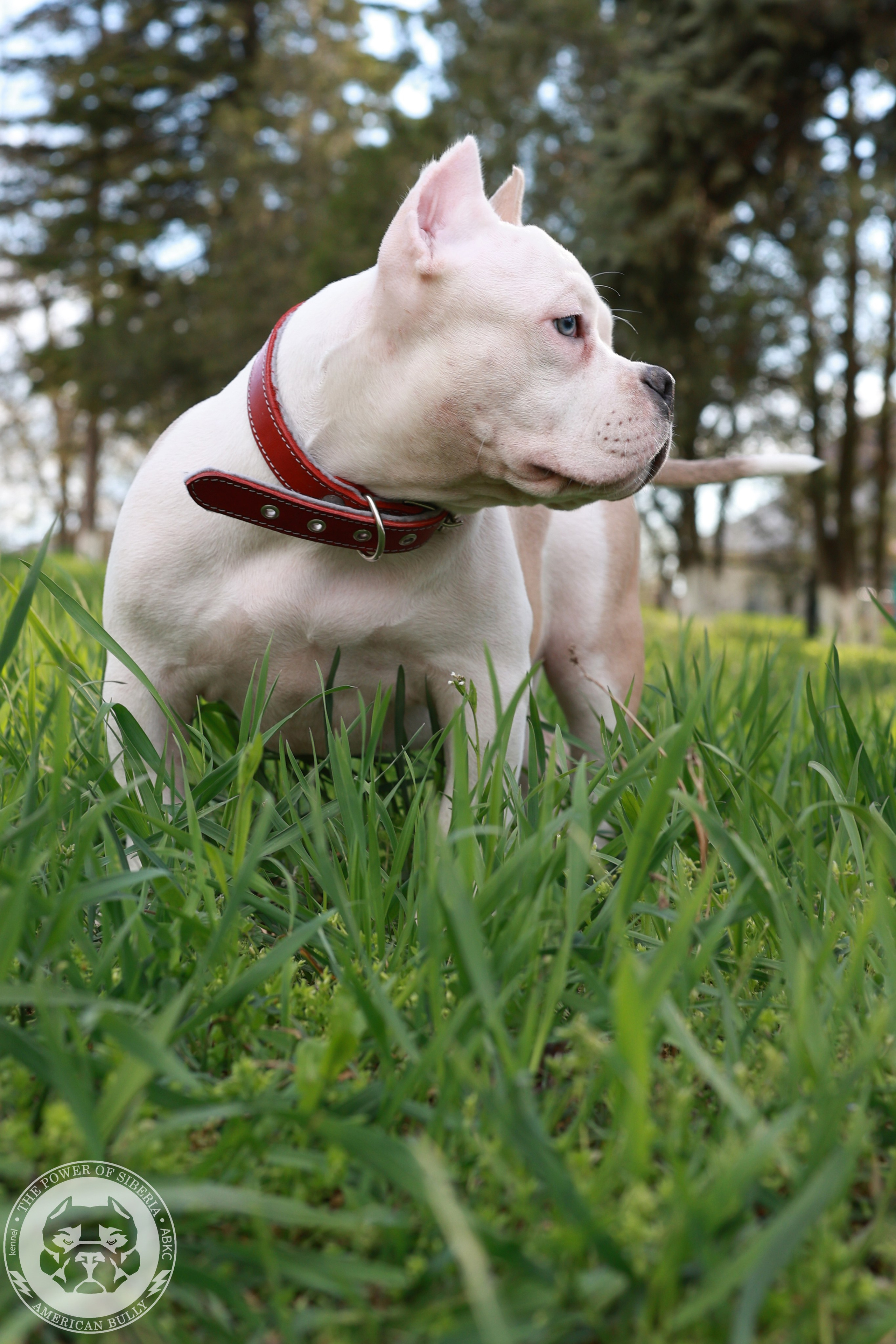 Свободные щенки Американский Булли, в типах покет, классик, стандарт. Американский Булли в г. Ростов-на-Дону. Питомник THE POWER OF SIBERIA