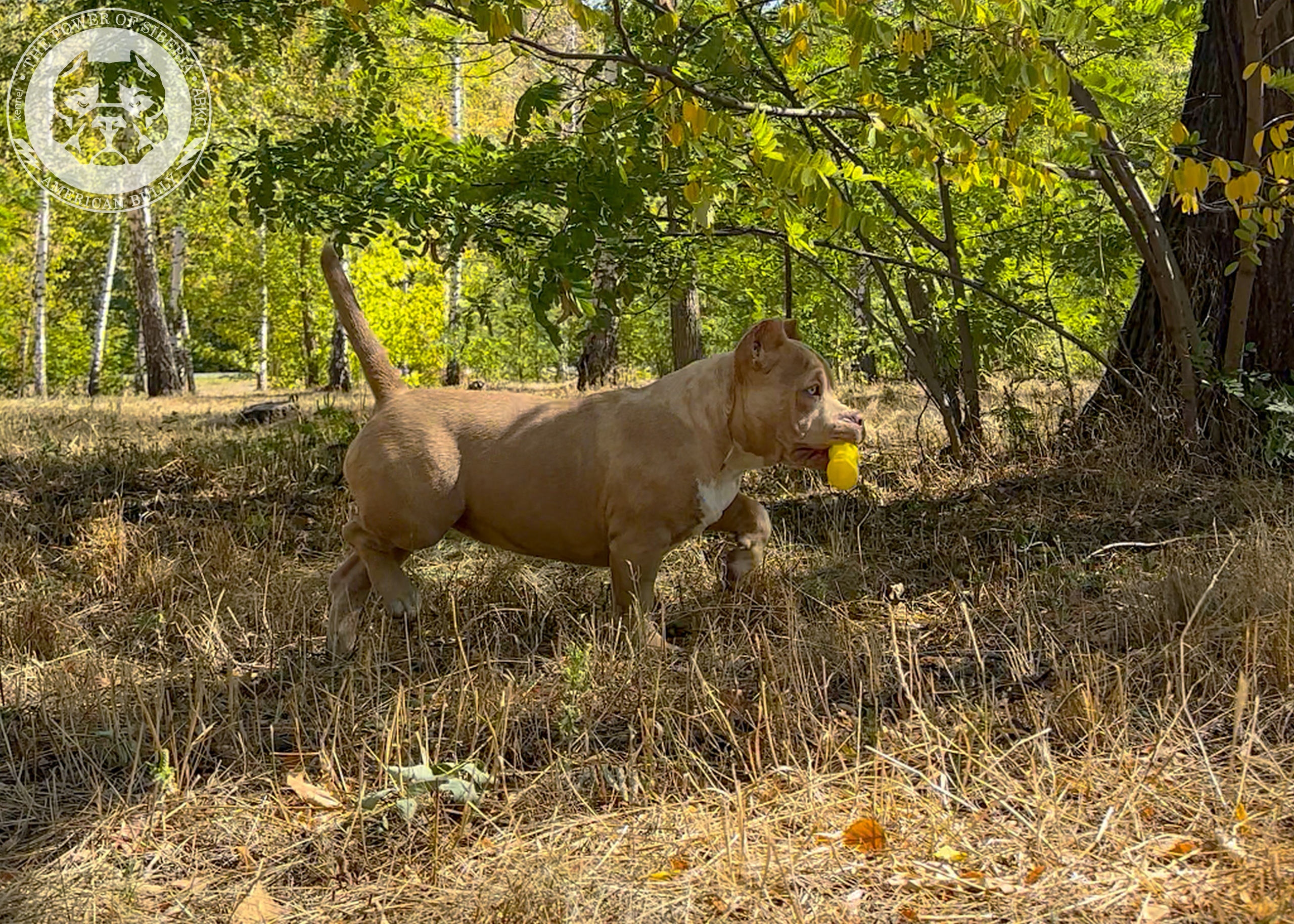 Помет Каспер и Тагира. 21.04.25. Американский Булли в г. Ростов-на-Дону. Питомник THE POWER OF SIBERIA