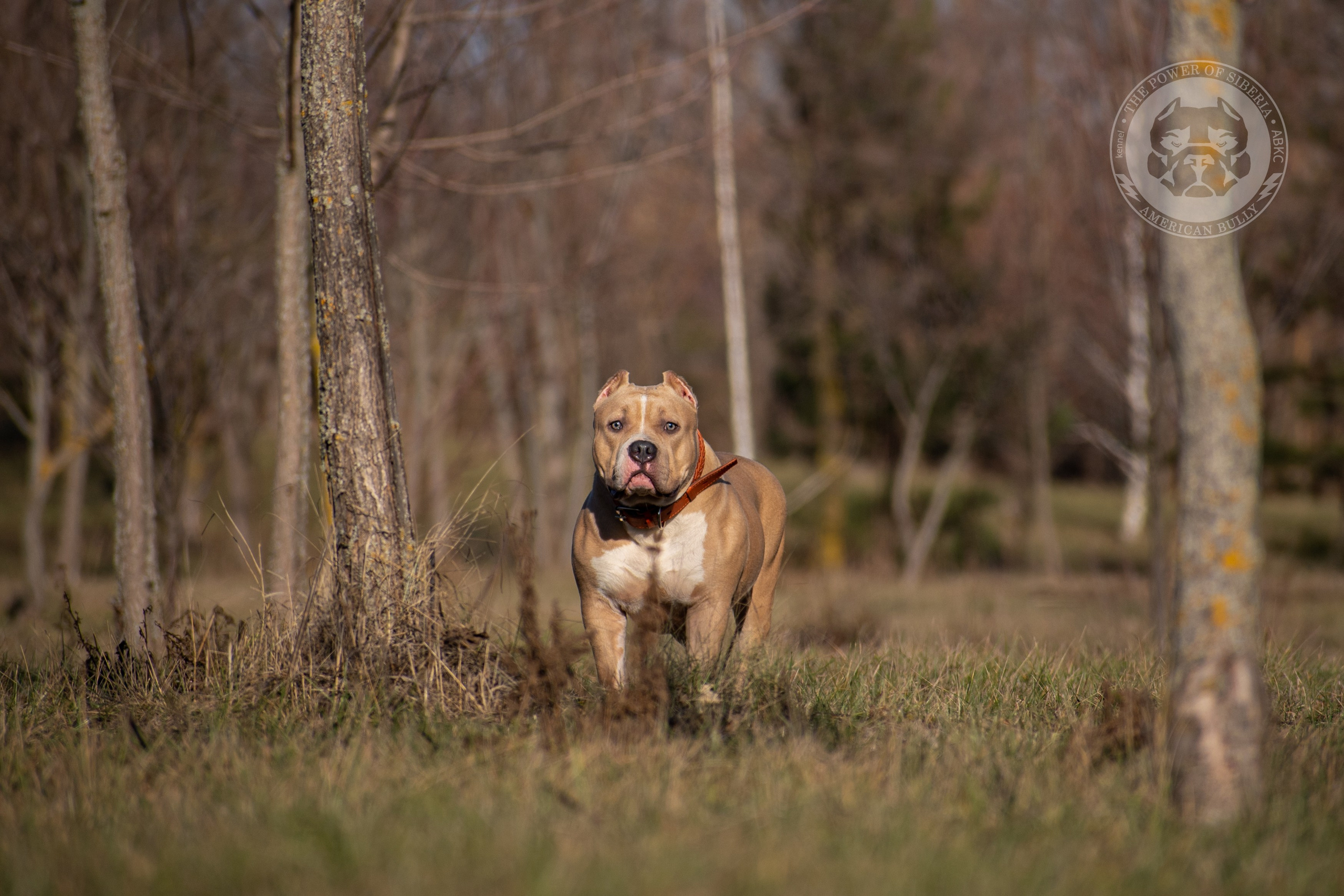 продажа щенков American Bully на Алтае