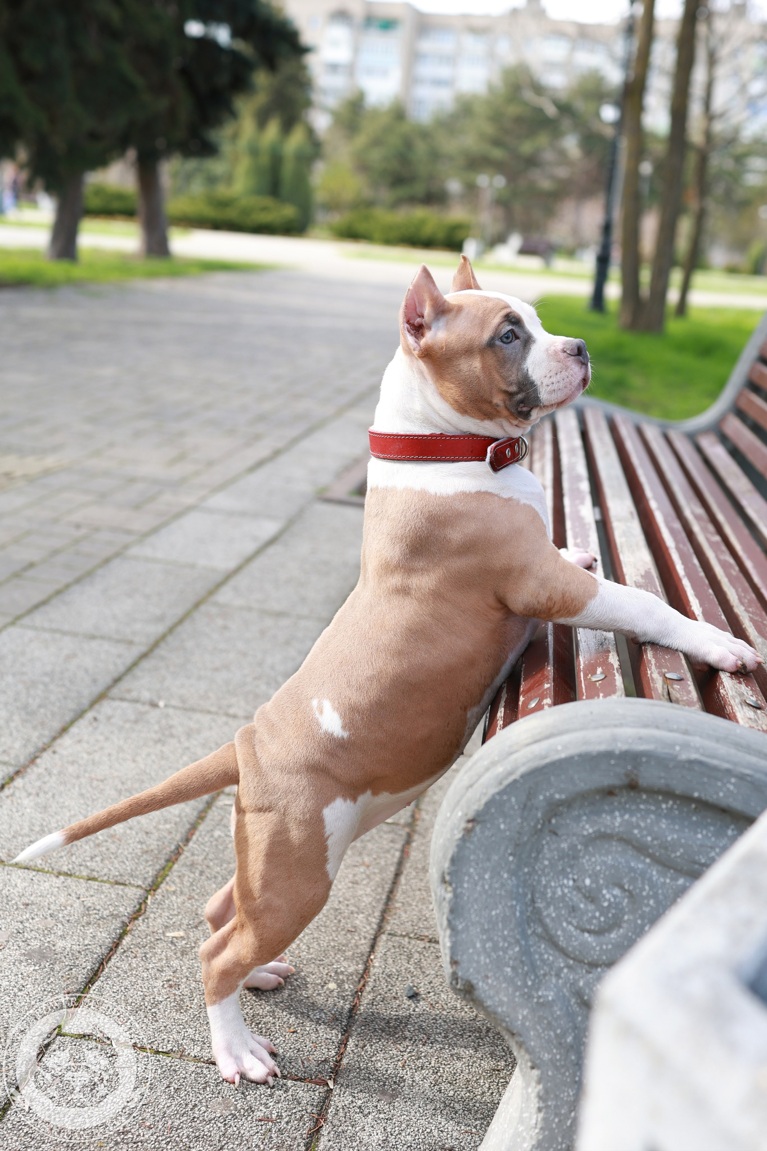 13.12.25-Мия-Турук. Американский Булли в г. Ростов-на-Дону. Питомник THE POWER OF SIBERIA