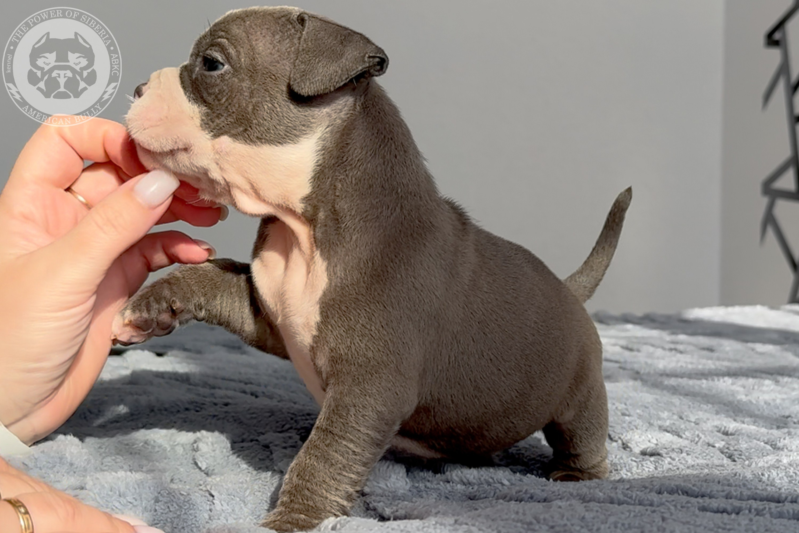 Свободные щенки Американский Булли стандарт и Свободные щенки Американский Булли классик. Американский Булли в г. Ростов-на-Дону. Питомник THE POWER OF SIBERIA