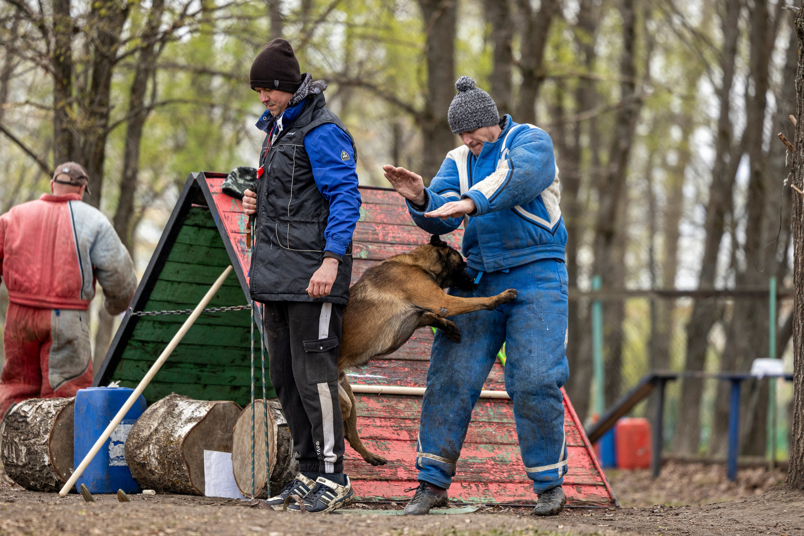 Квалификационные состязания по мондьорингу г. Вологда 11.05.24. Фотограф-анималист Анна Маринич