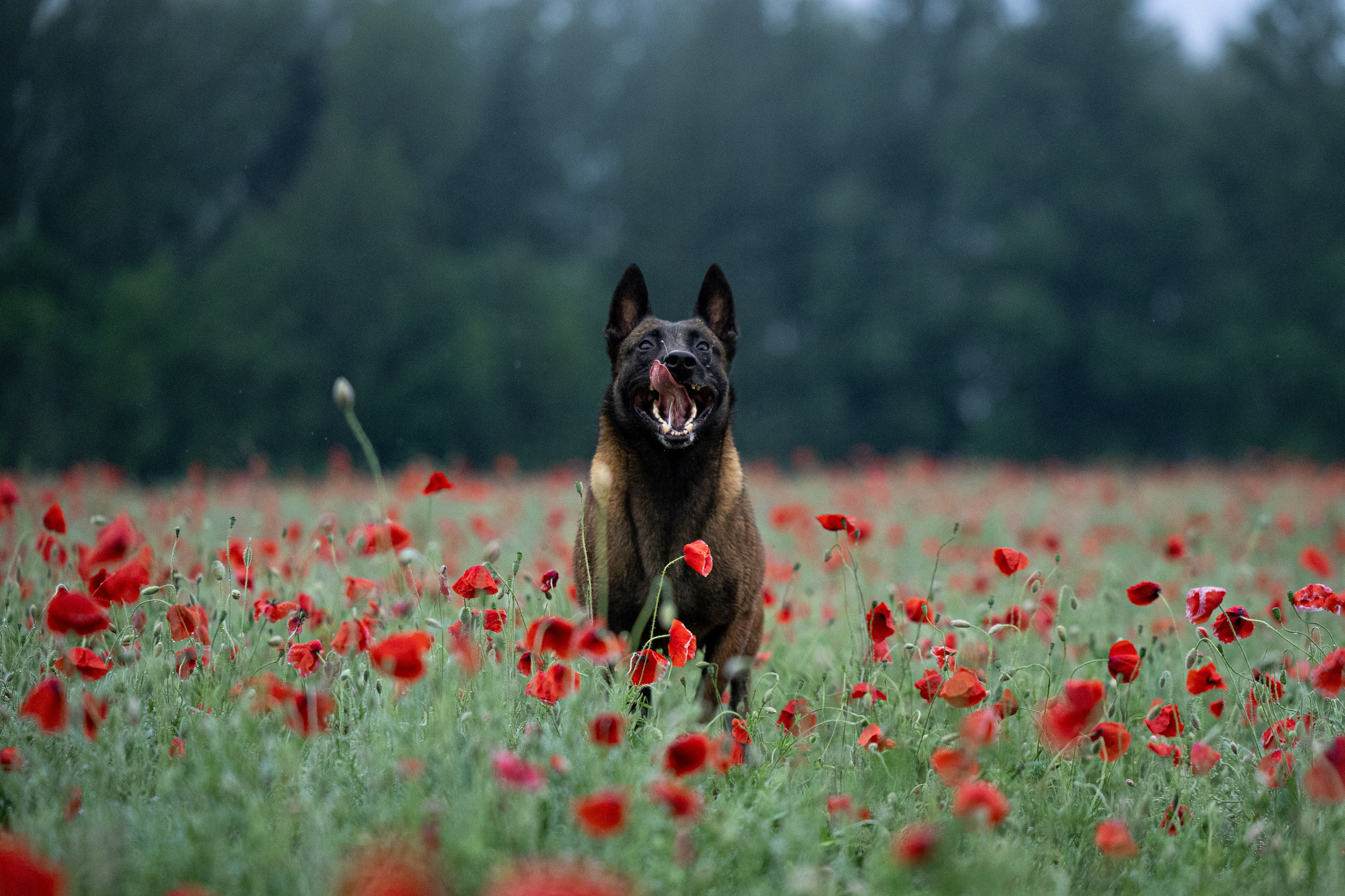 Маковое поле. Фотограф-анималист Анна Маринич
