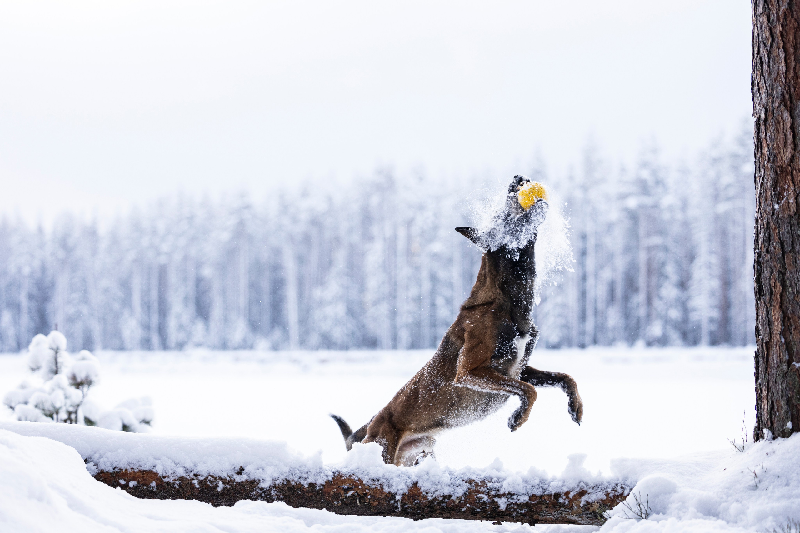 Раш. Фотограф-анималист Анна Маринич