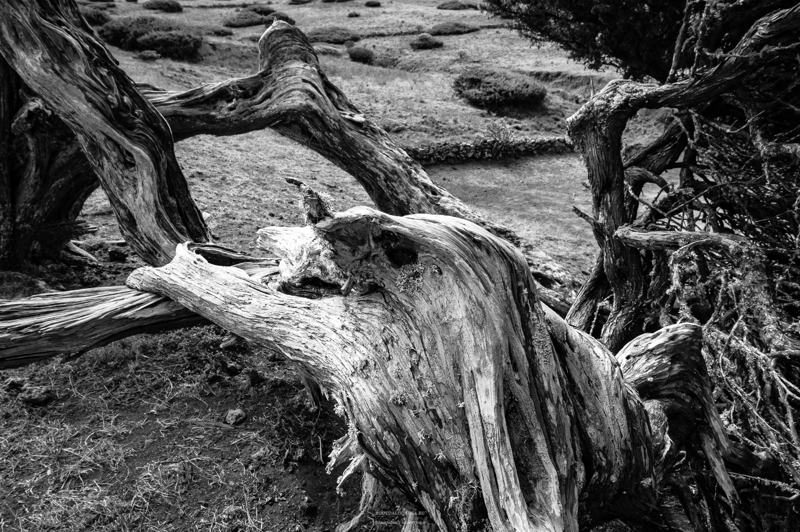 Всем ветрам назло. Авторские стильные фотокартины